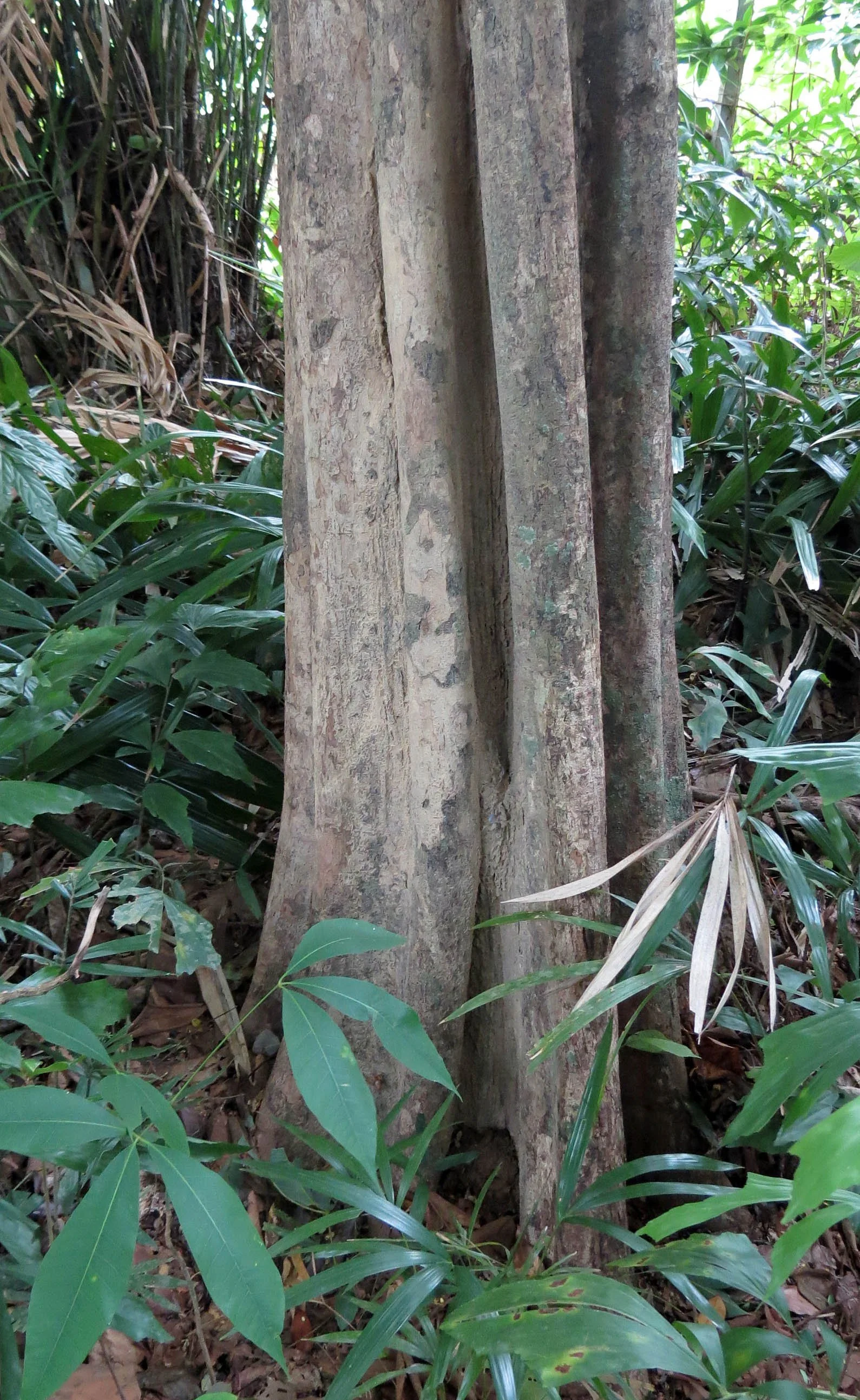 2014 Koh Lanta Build (106).JPG