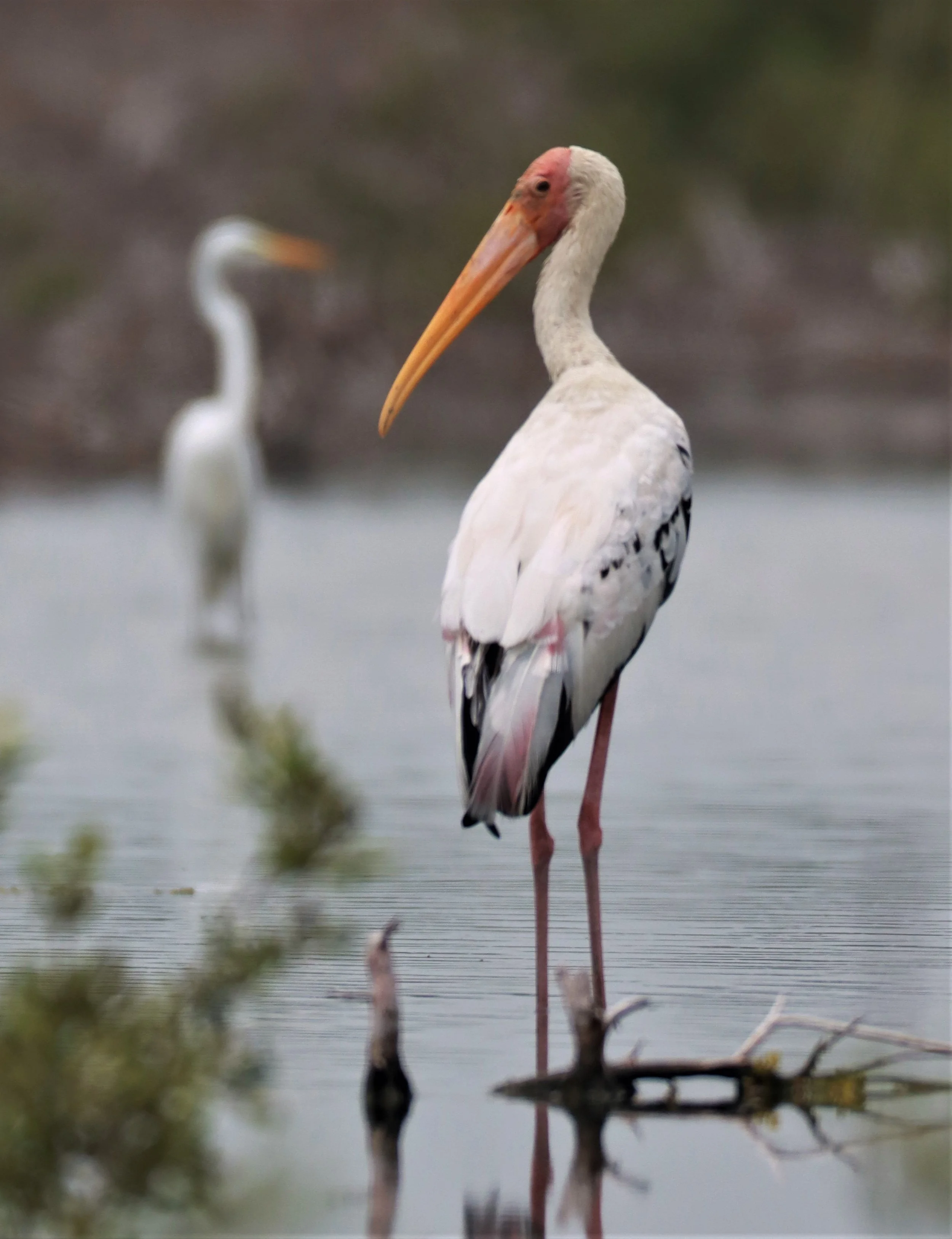 STORK - MILKY STORK HYBRID WITH PAINTED STORK - Milky X Painted (Mycteria cinerea X leucocephala) - KHLONG TAMRU CHONBURI (19).jpg