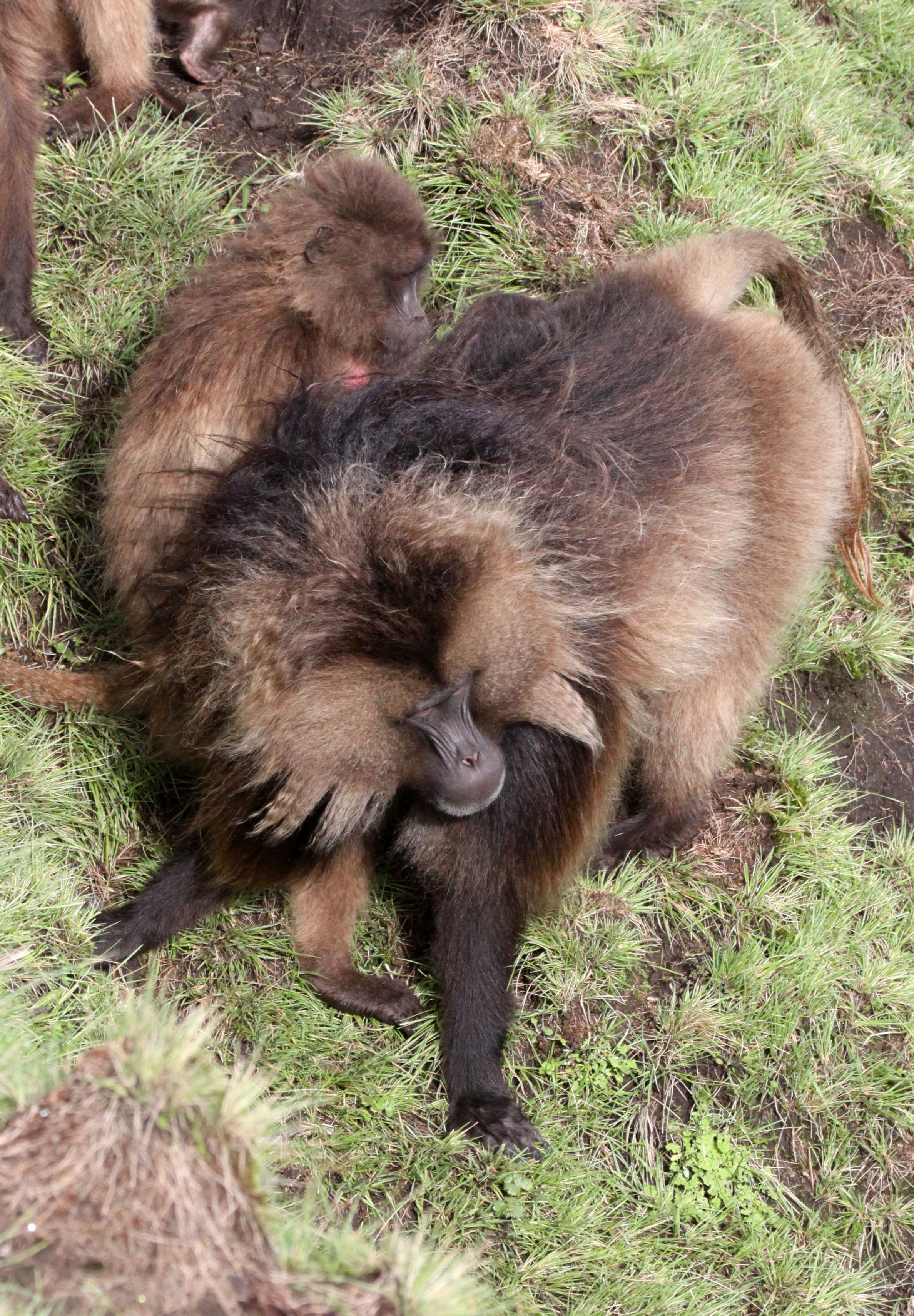 CERCOPITHECIDAE - Theropithecus gelada - GELADA - SIMIEN MOUNTAINS NATIONAL PARK ETHIOPIA (1360).JPG