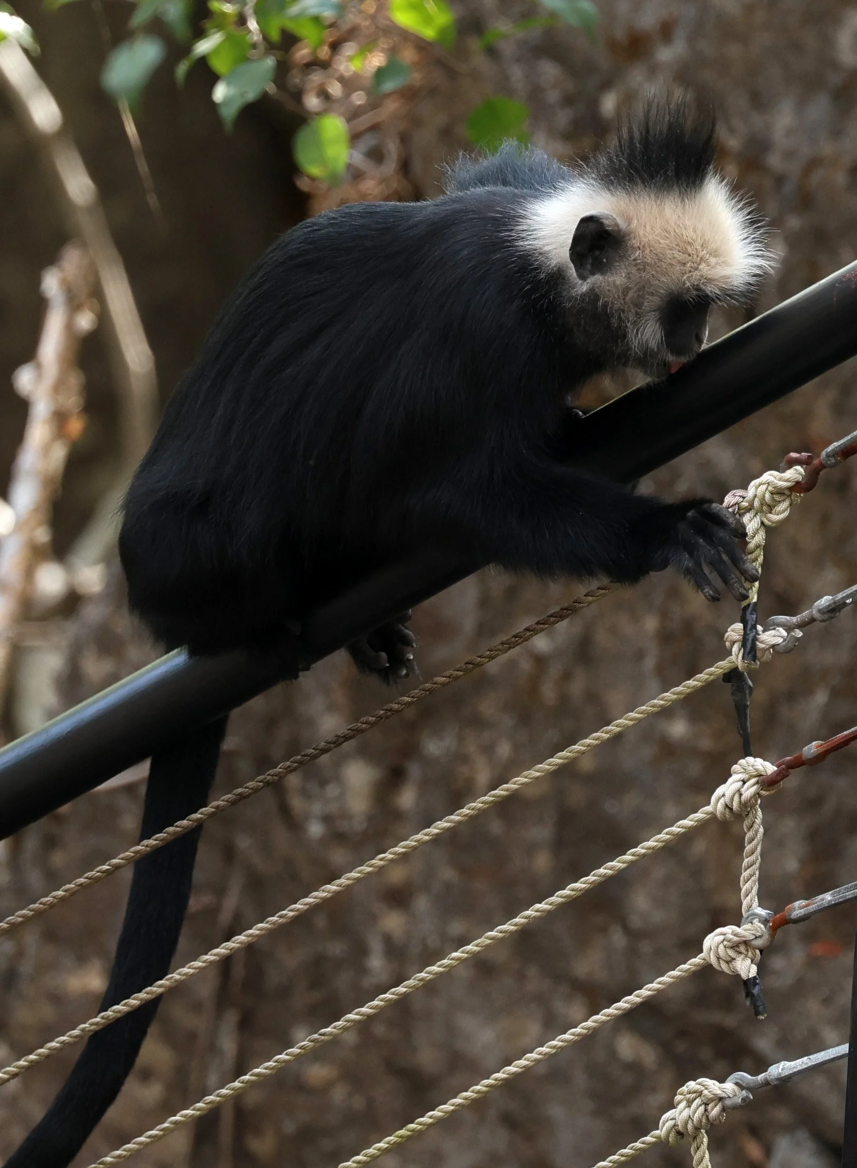 Laotian Langur or White-browed Black Langur (Trachypithecus laotum) The Rock Viewpoint, Khammouane Province Laos (194).jpg