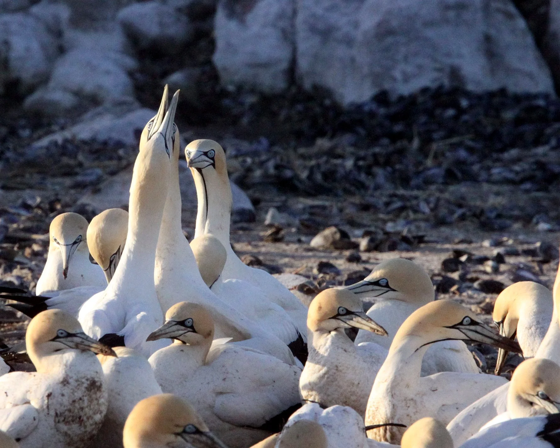 Cape gannet (Morus capensis) Lambert's Bay South Africa (79).JPG