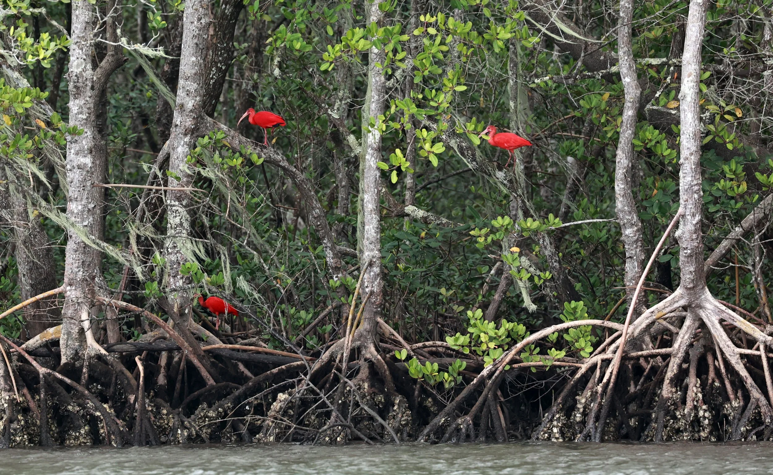 Scarlet Ibises (Eudocimus ruber) Superagüi National Park, Brazil (5).jpg