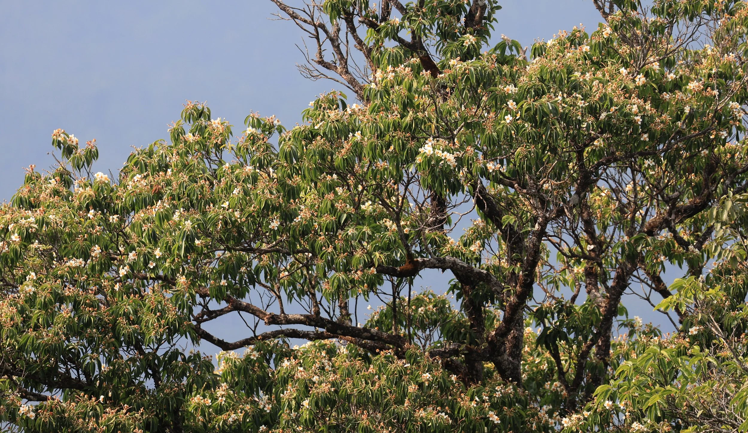 Needlewood (Schima wallichii) at Khao Khieo
