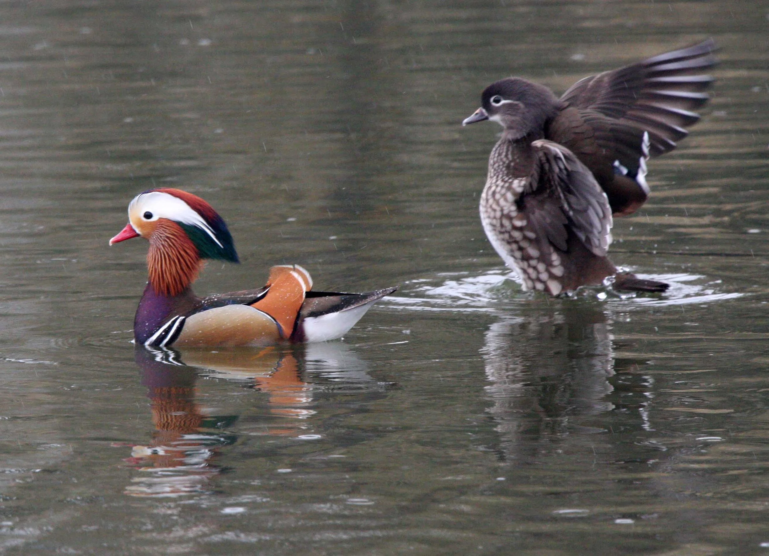 DUCK - MANDARIN DUCK - Aix galericulata - TONGJI UNIVERSTIY PONDS SHANGHAI CHINA (14).JPG