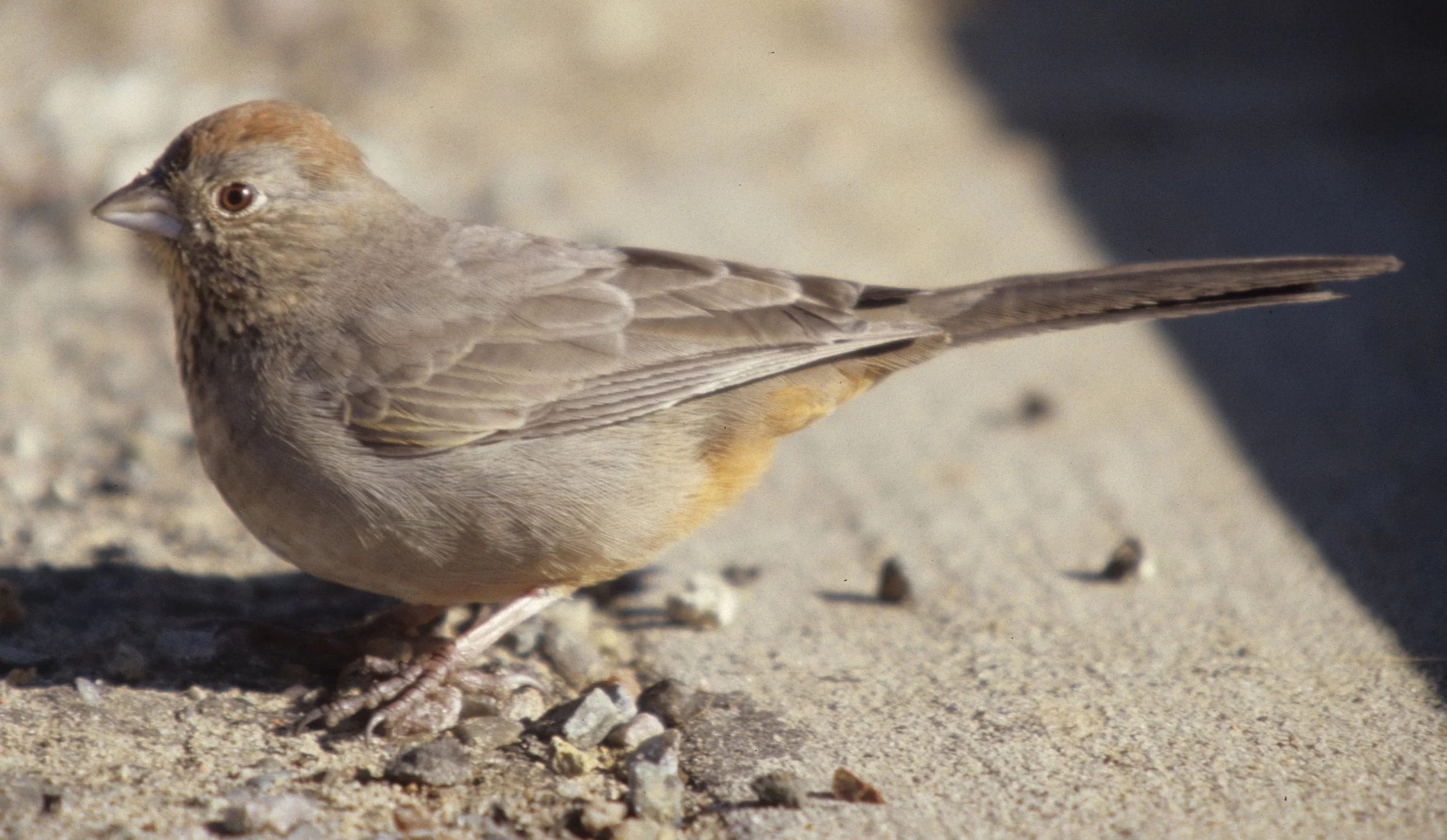 Canyon Towhee (Melozone fusca) Chaco National Monument New Mexico (6).jpg