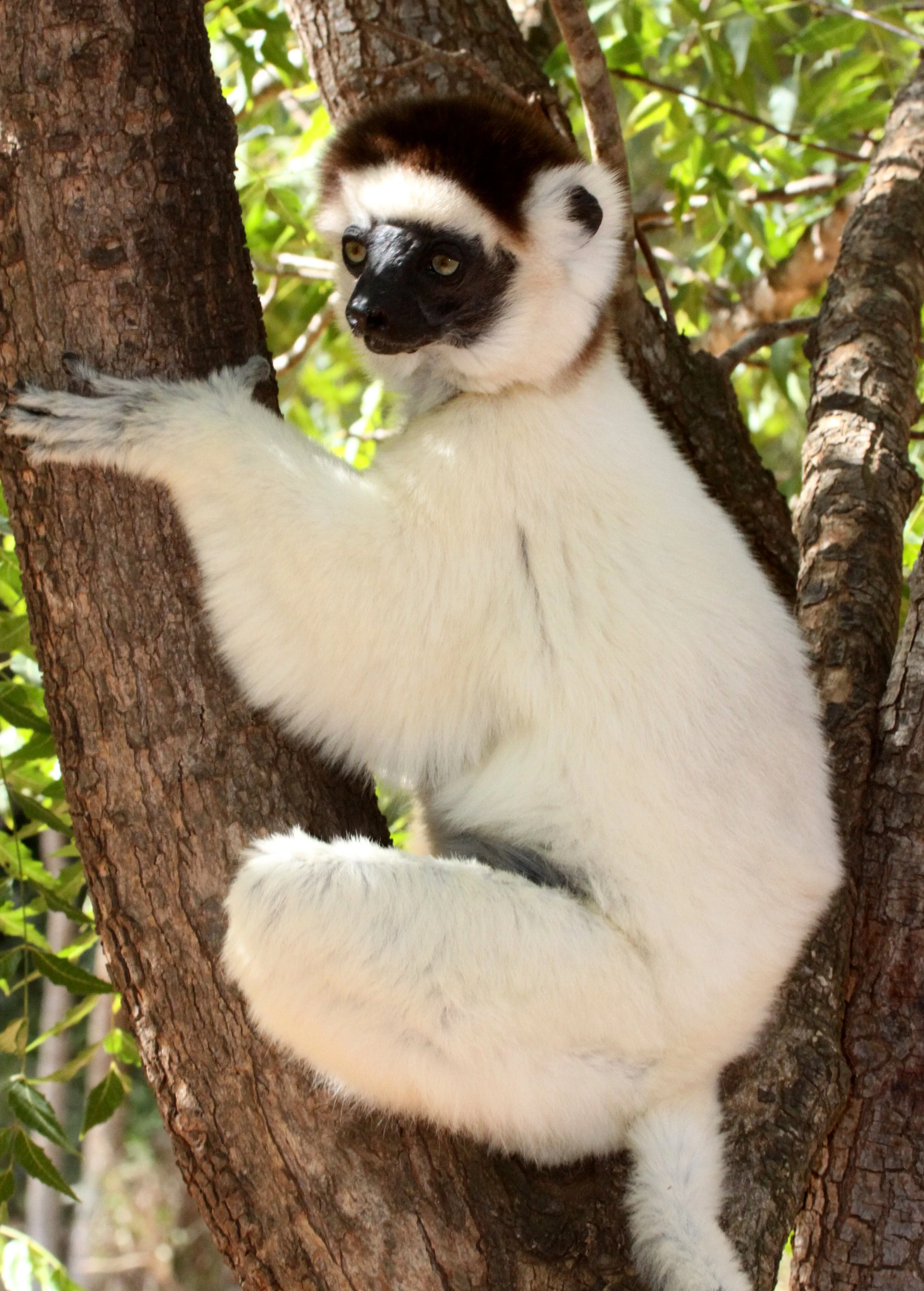 INDRIIDAE - Propithecus verreauxi - VERREAUX'S SIFAKA - BERENTY RESERVE MADAGASCAR (5).JPG