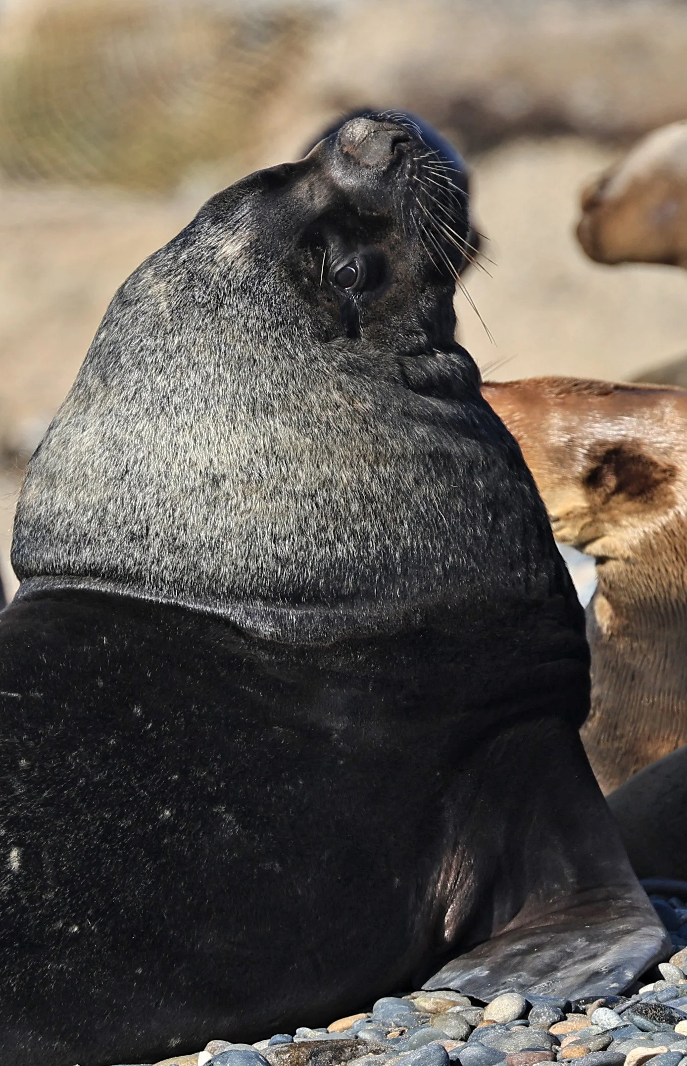 South American Sea Lion (Otaria flavescens) Puerto Rawson Argentina (71).jpg