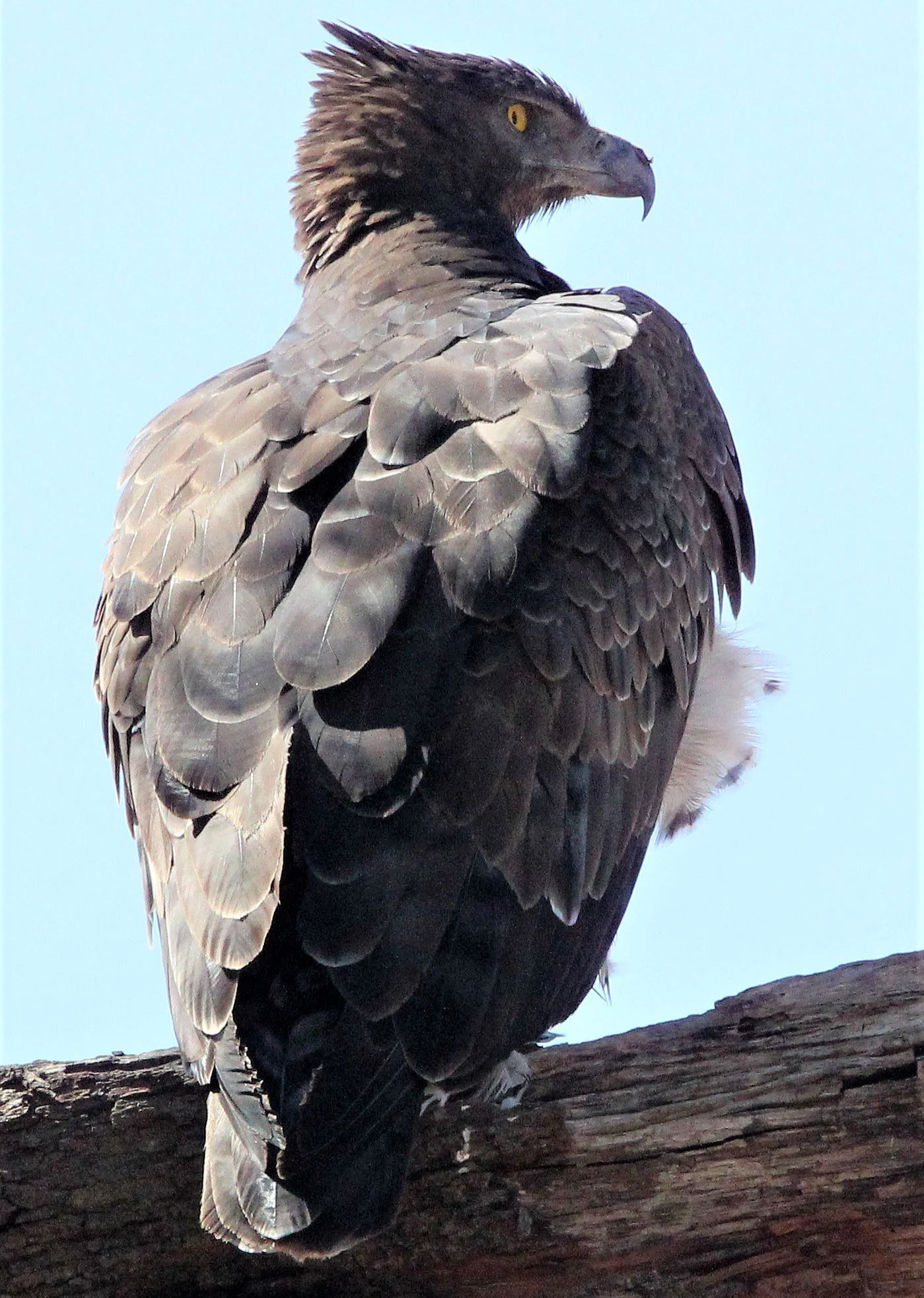 Polemaetus bellicosus - MARTIAL EAGLE - SAMBURU NATIONAL PARK KENYA aa.jpg