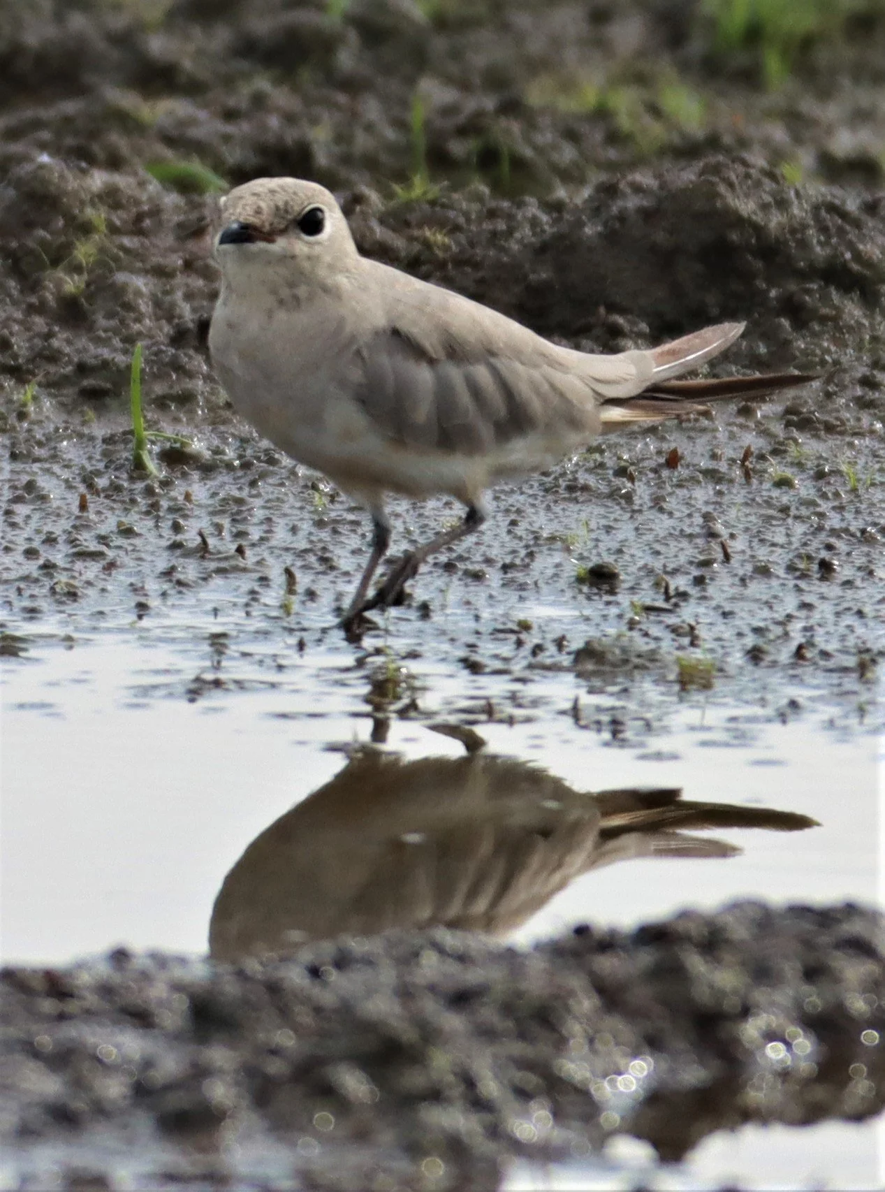 PRATINCOLE - SMALL PRATINCOLE - Glareola lactea - BANG KHAEM NAKHON PATHOM (16).jpg