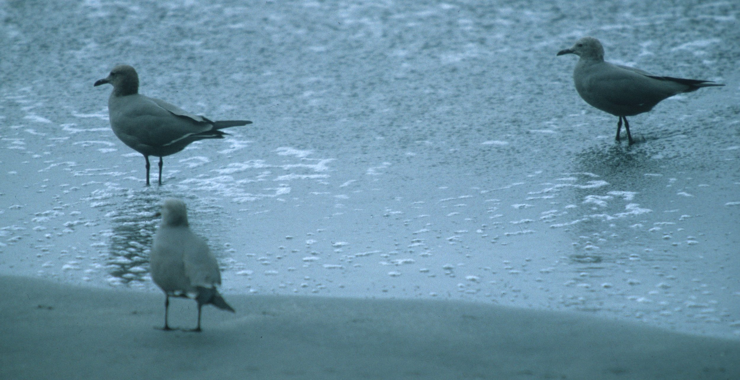 BIRD - GULL - GRAY - PARACAS.jpg