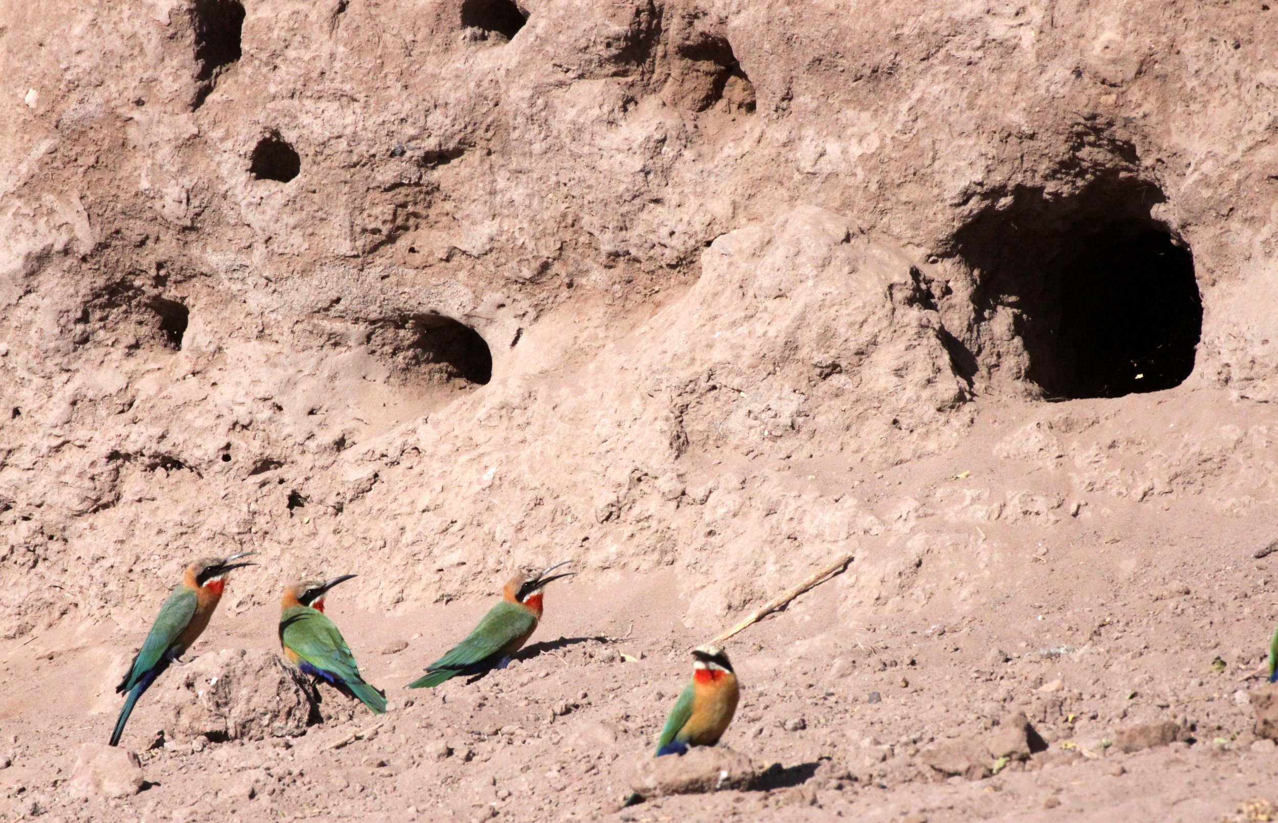 BIRD - BEE-EATER - WHITE-FRONTED BEE-EATER - MEROPS BULLOCKOIDES - CHOBE NATIONAL PARK BOTSWANA (7).JPG