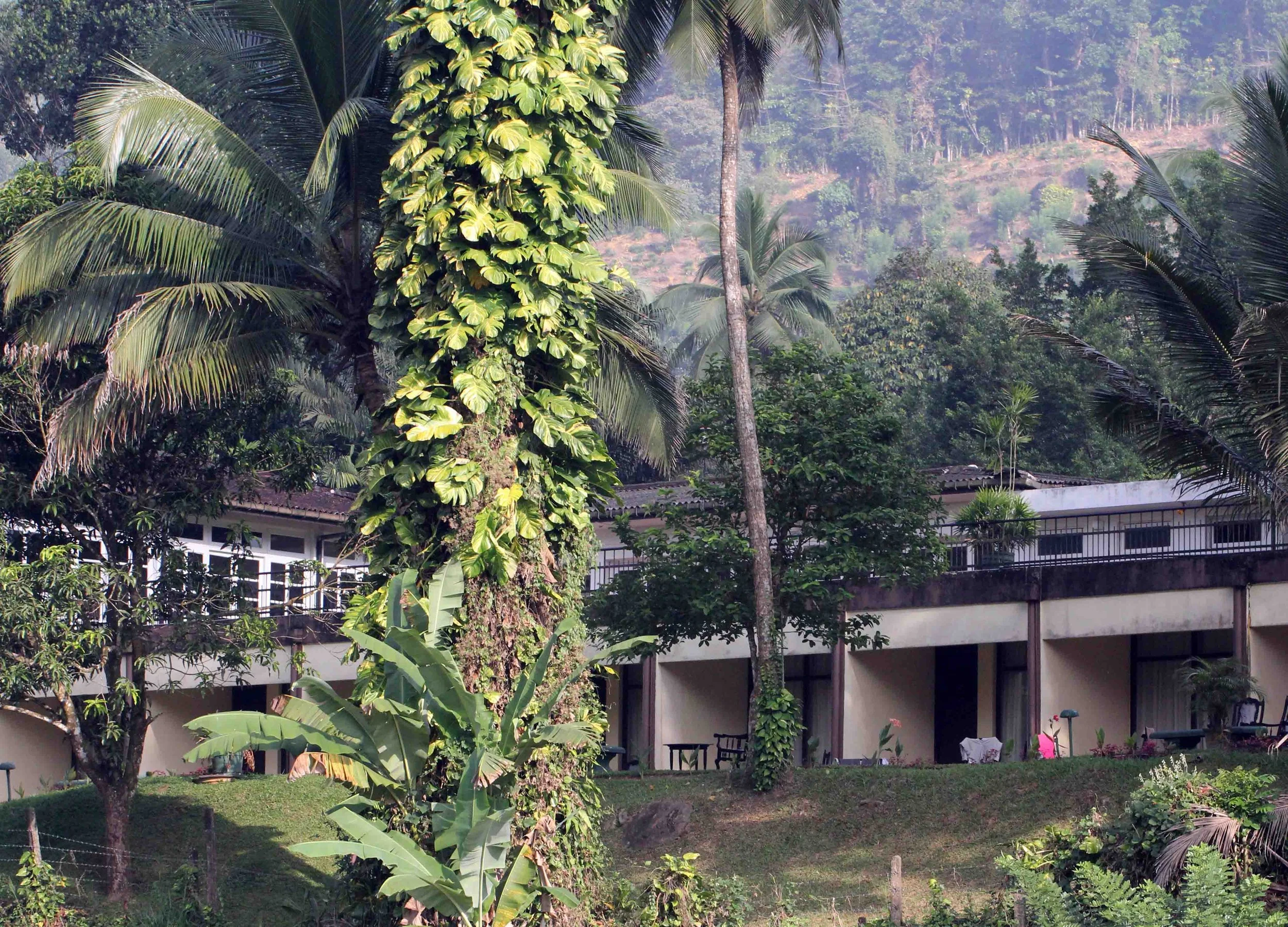 KITULGALA FOREST PRESERVE, SRI LANKA (26).JPG