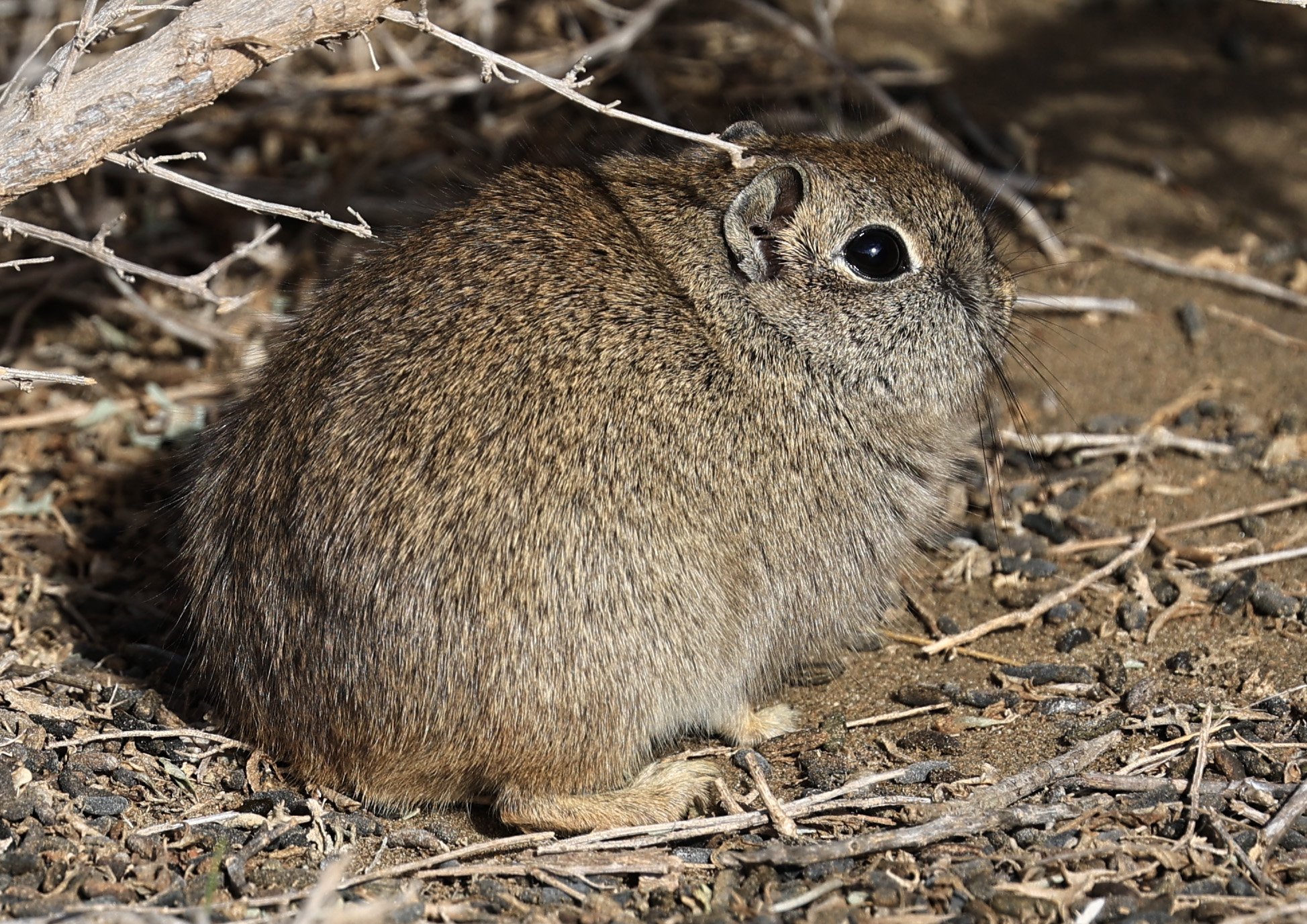 Southern Mountain Cavy (Microcavia australis) Valdes Peninsula, Chubut Province, Argentina Day 2 (1 (106).jpg