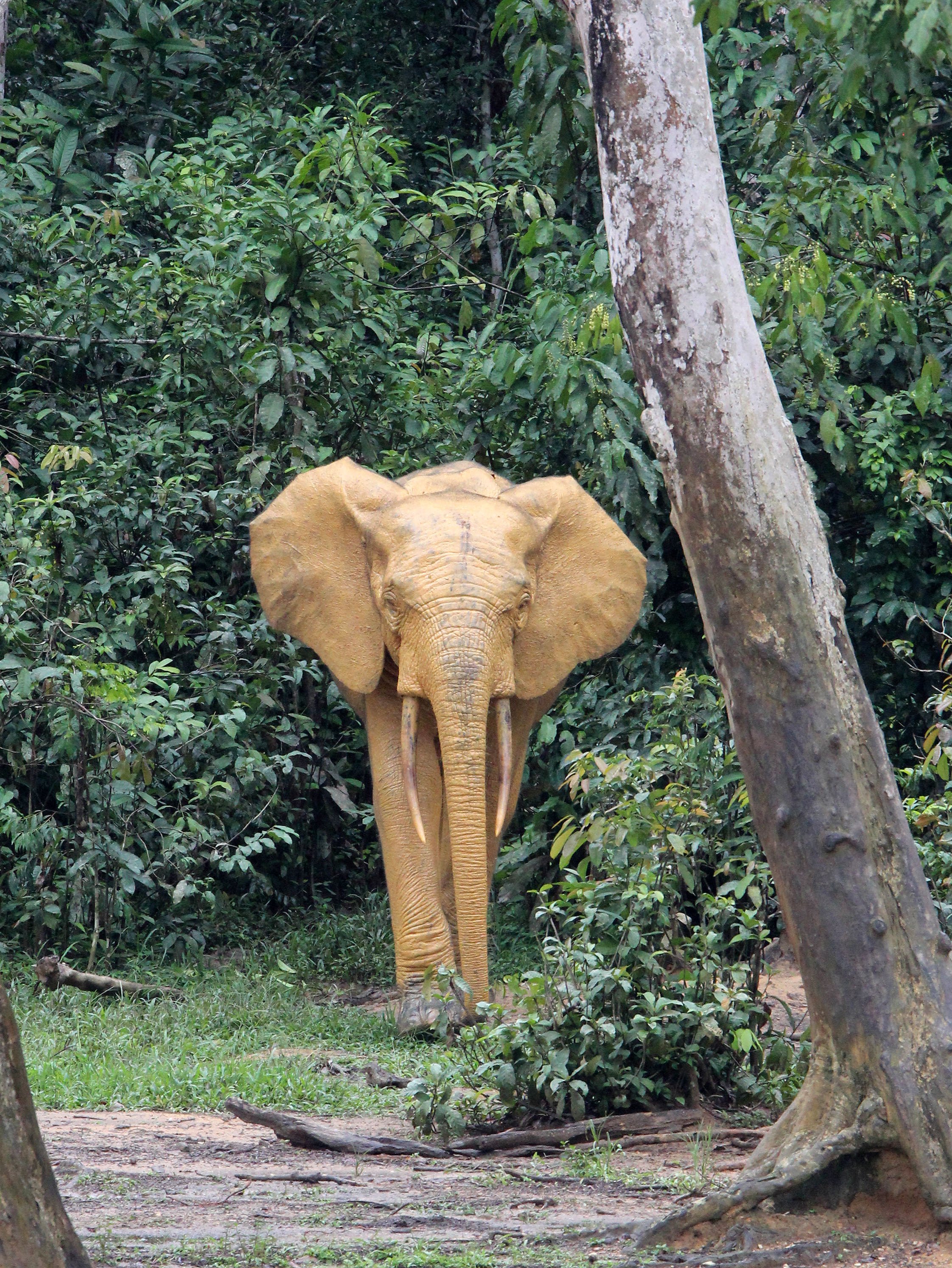 ELEPHANT - FOREST ELEPHANT - DZANGA BAI - DZANGA NDOKI NP CENTRAL AFRICAN REPUBLIC (170).JPG