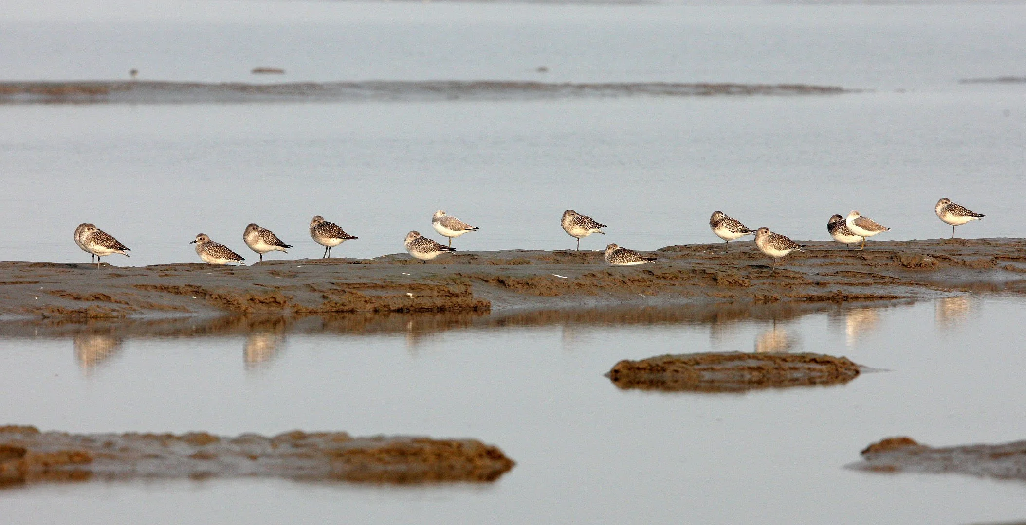 BIRD - GREENSHANK - NOORDMAN'S GREENSHANK WITH GREY PLOVERS - NANKOU, RUDONG, CHINA (2).JPG