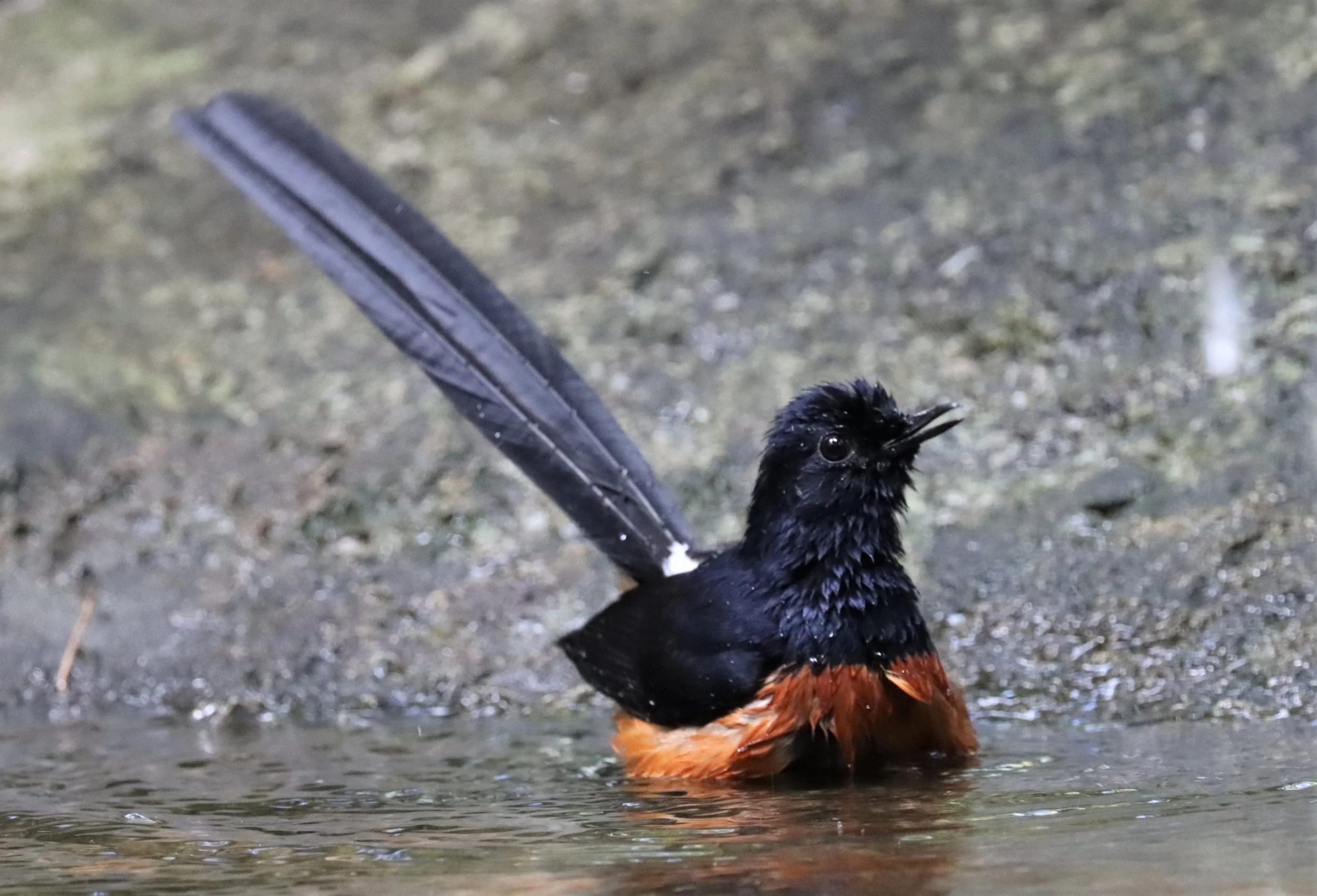 SHAMA - WHITE-RUMPED SHAMA - Copsychus malabaricus - WAT THAM PRATHUN CHONBURI (7).jpg