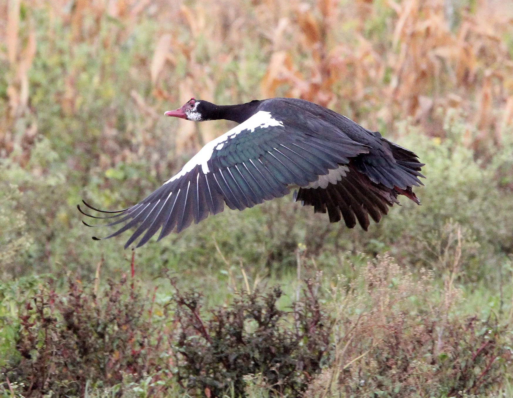 GOOSE - SPUR-WINGED GOOSE - Plectropterus gambensis - DEBRE ZEIT ETHIOPIA (19).JPG