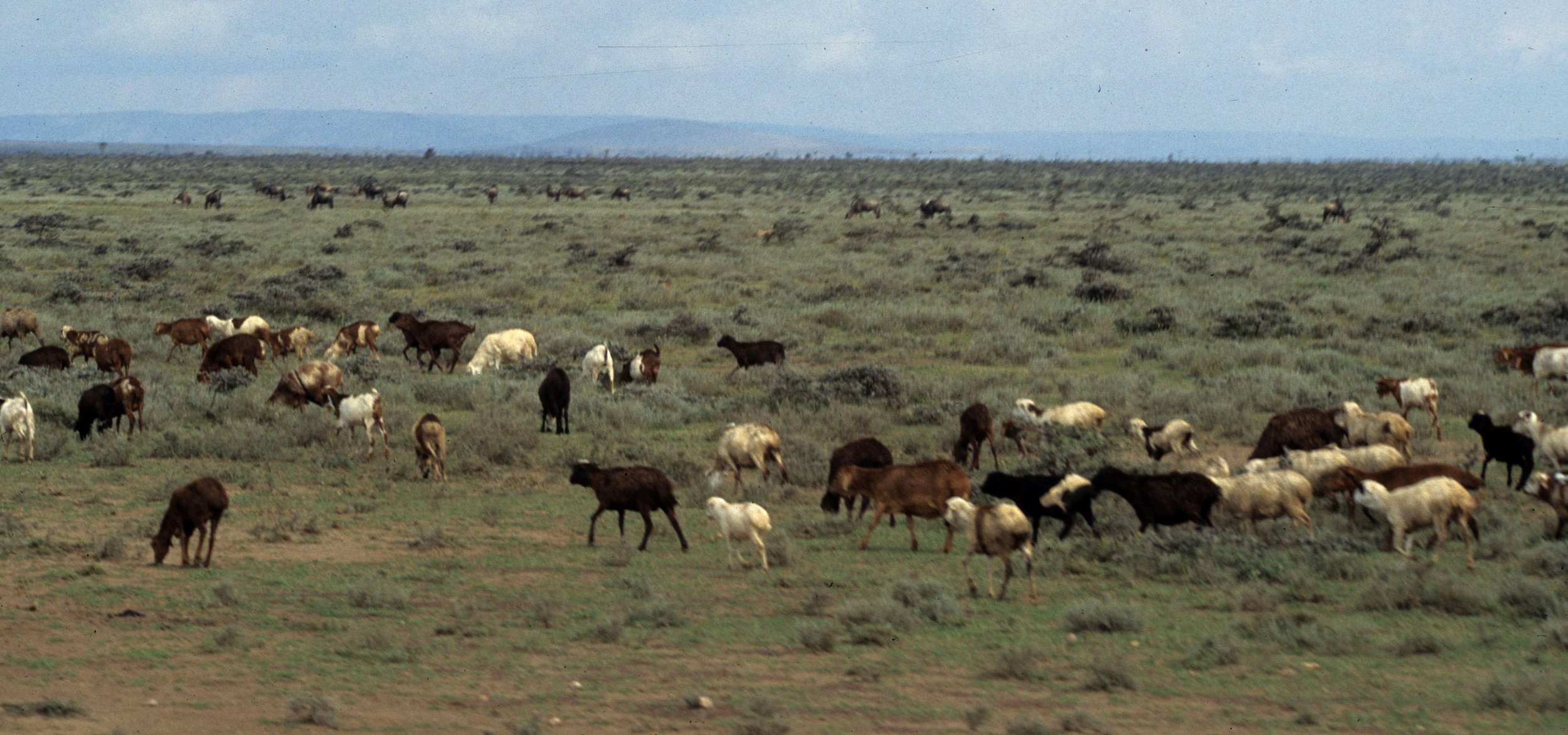BOVID - GOATS - SERENGETI.jpg
