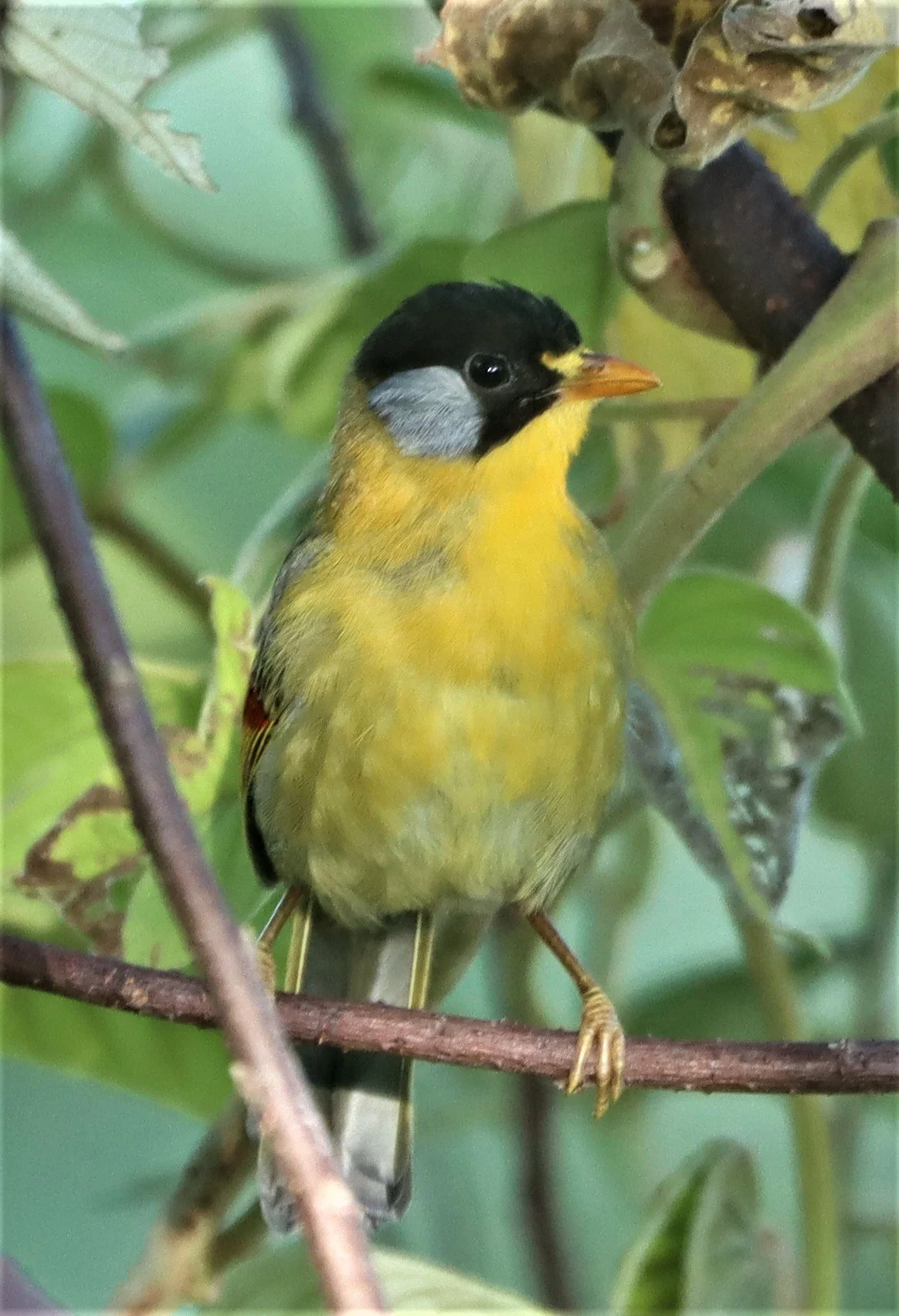 MESIA - SILVER-EARED MESIA - Leiothrix argentauris - DOI ANG KANG CHIANG MAI (39).jpg