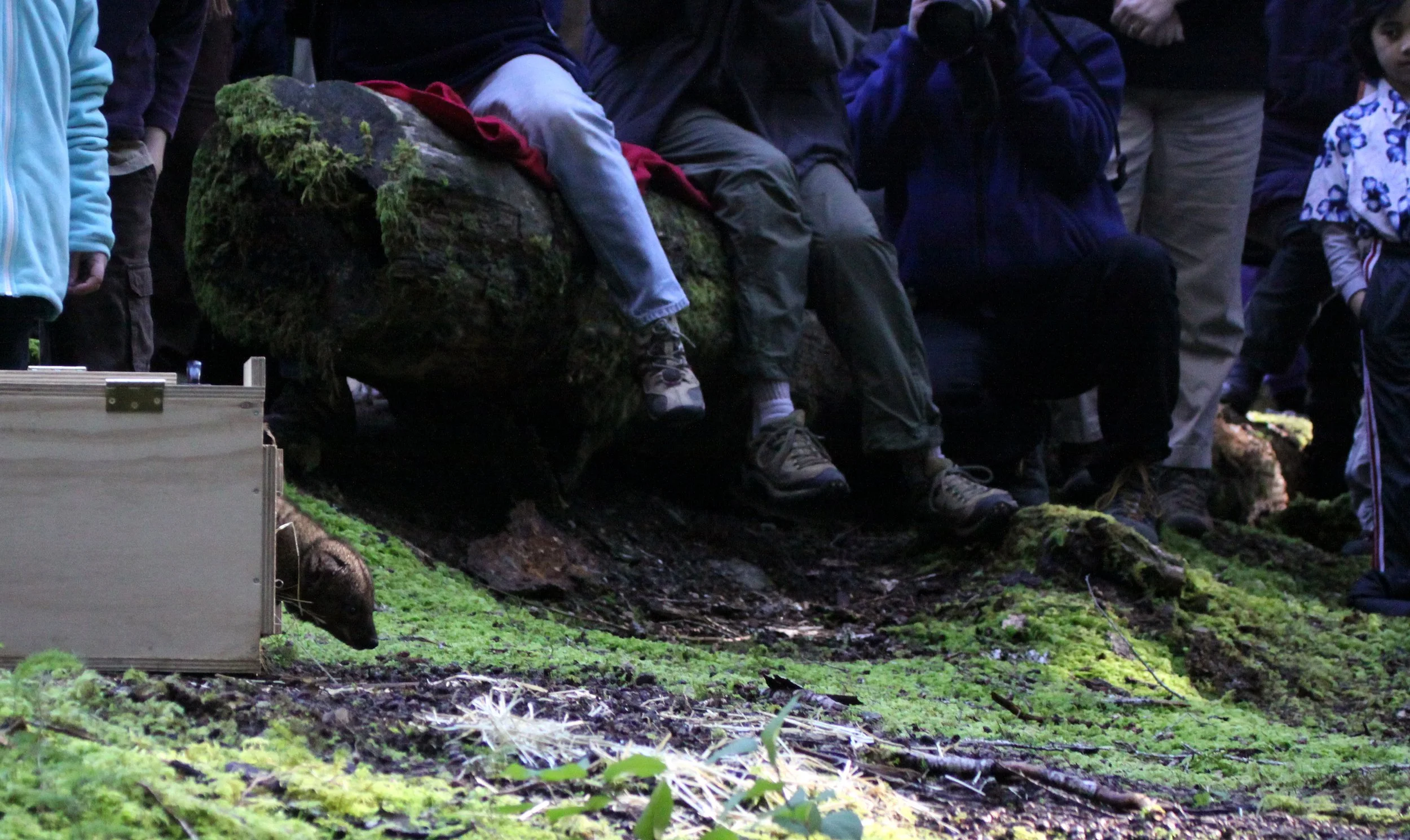 MUSTELID - FISHER - FINAL RELEASE ON 2-20-2010 (37).JPG