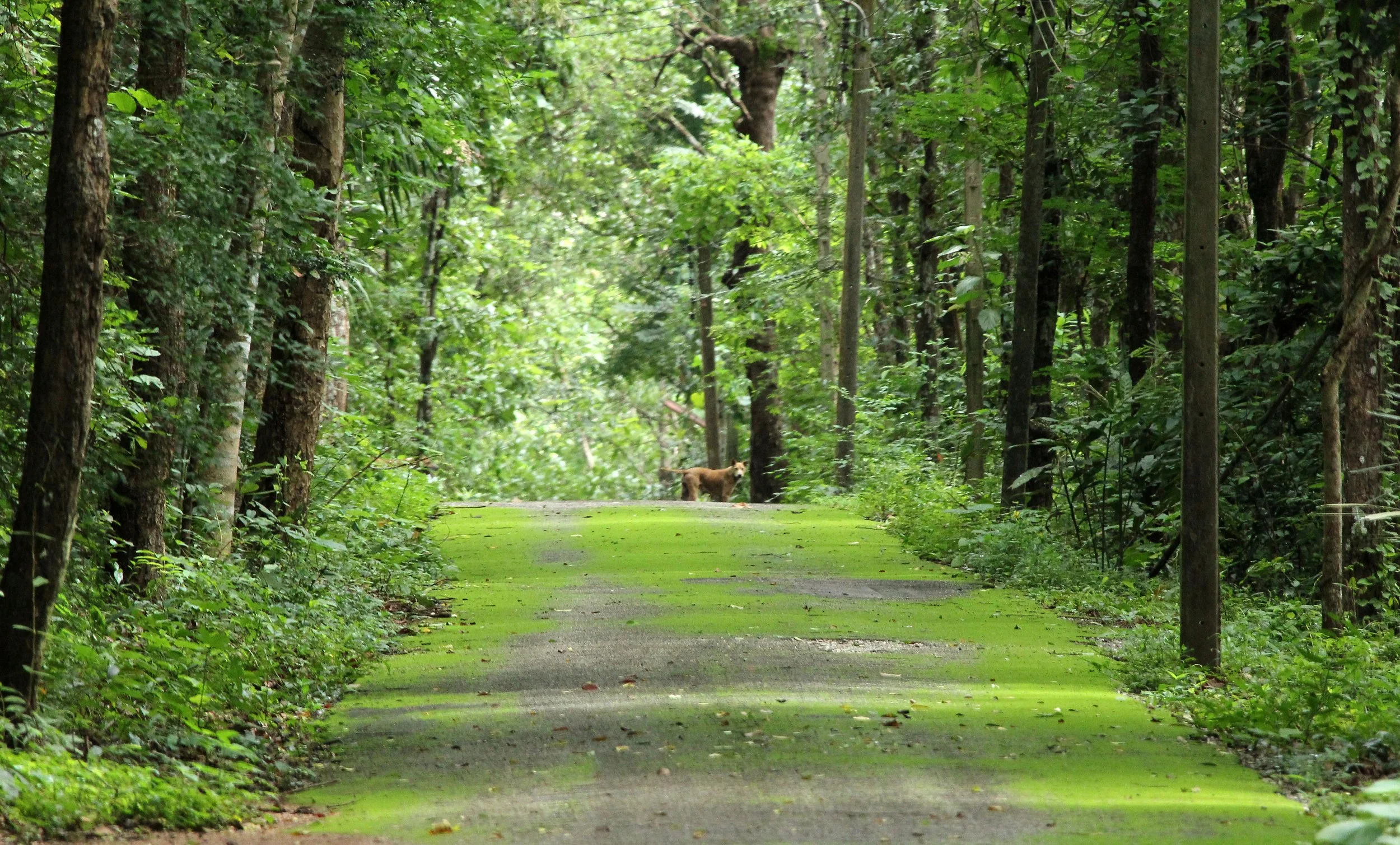 2017 Phi Tha Khon Temple Loei Province with Jon and Tour and Cokie (16).JPG