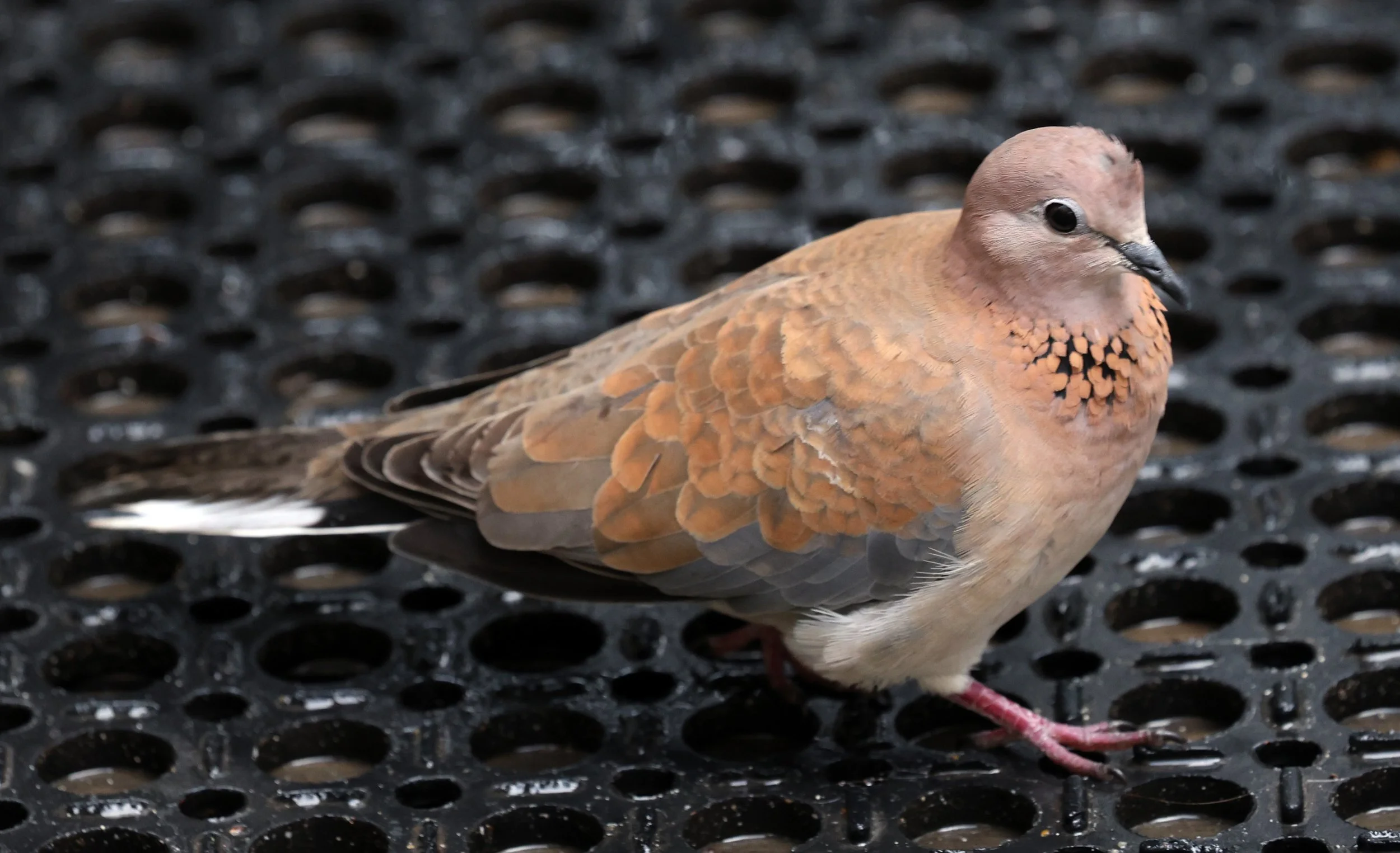 Laughing Dove (Spilopelia senegalensis) Rottnest Island - Western Australia (13).jpg