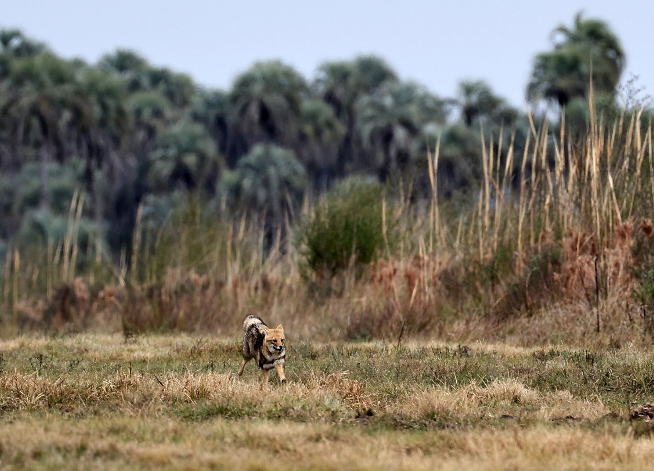 Pampas Fox (Lycalopex gymnocercus) El Palmar National Park, Entre Rios, Argentina (76).jpg