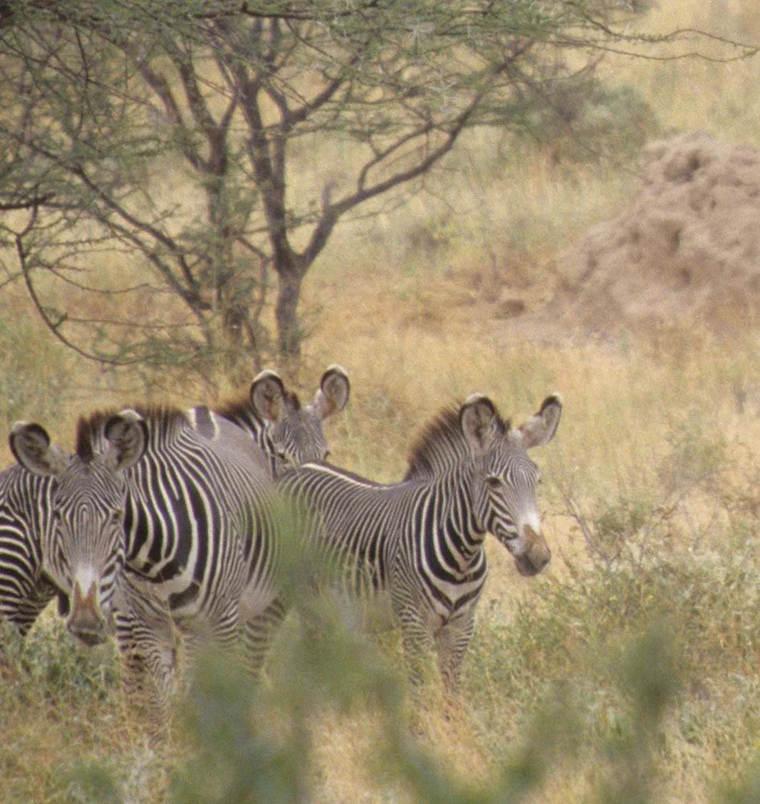 EQUIN - ZEBRA-GREVYS-SHABA (4).jpg