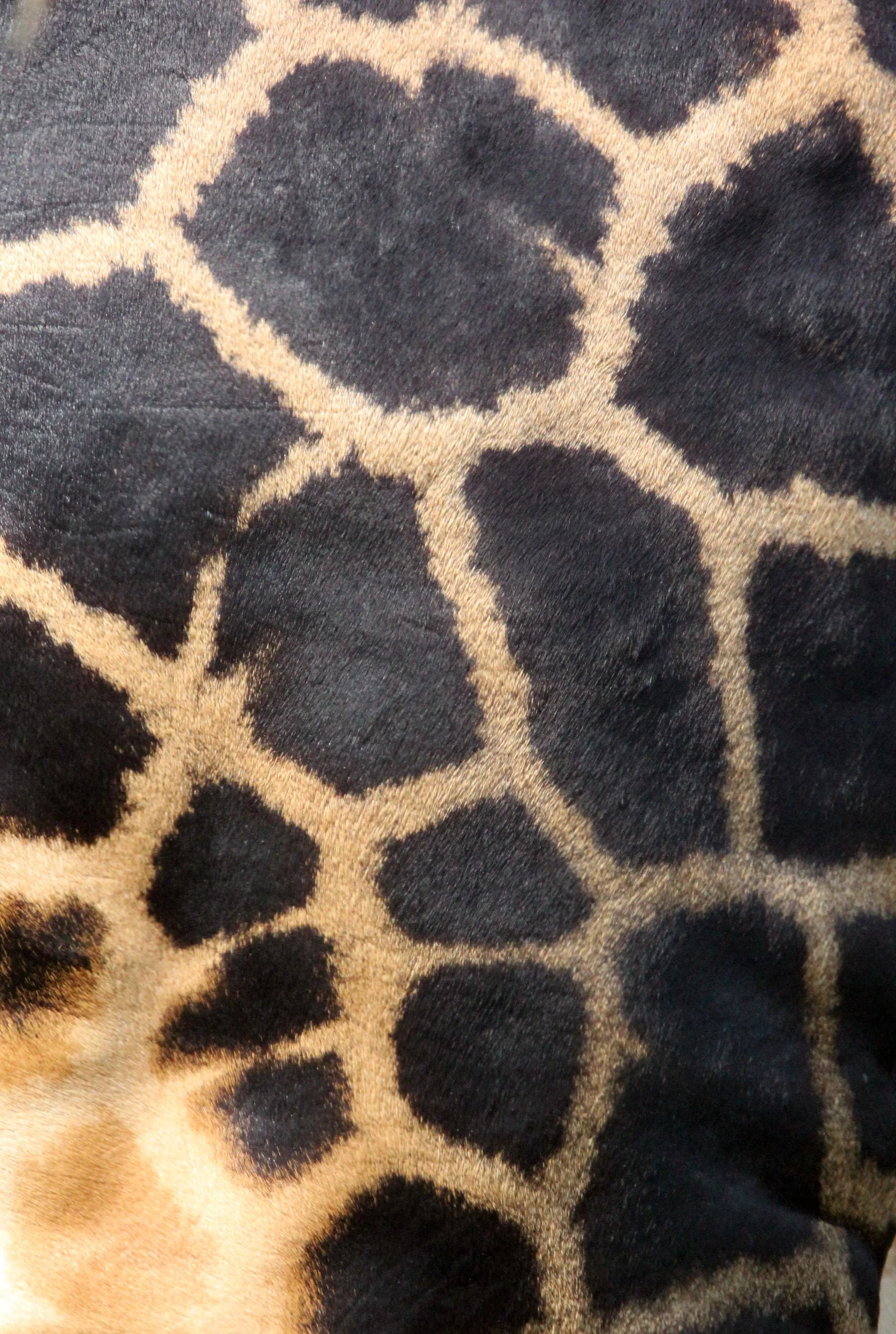 GIRAFFE - ROTHCHILD'S GIRAFFE - MURCHISON FALLS NATIONAL PARK UGANDA (42).JPG