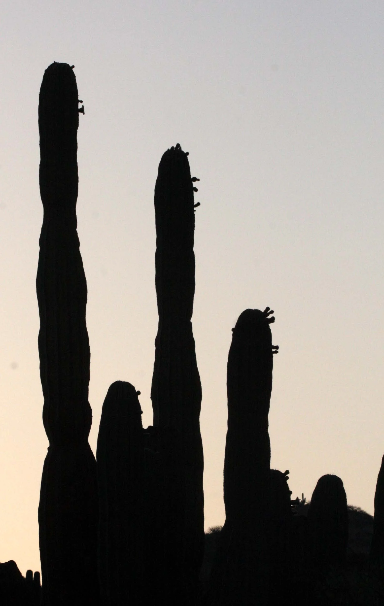 ISLA SANTA CATALINA BAJA MEXIO - SUNSET THROUGH THE CARDON.JPG