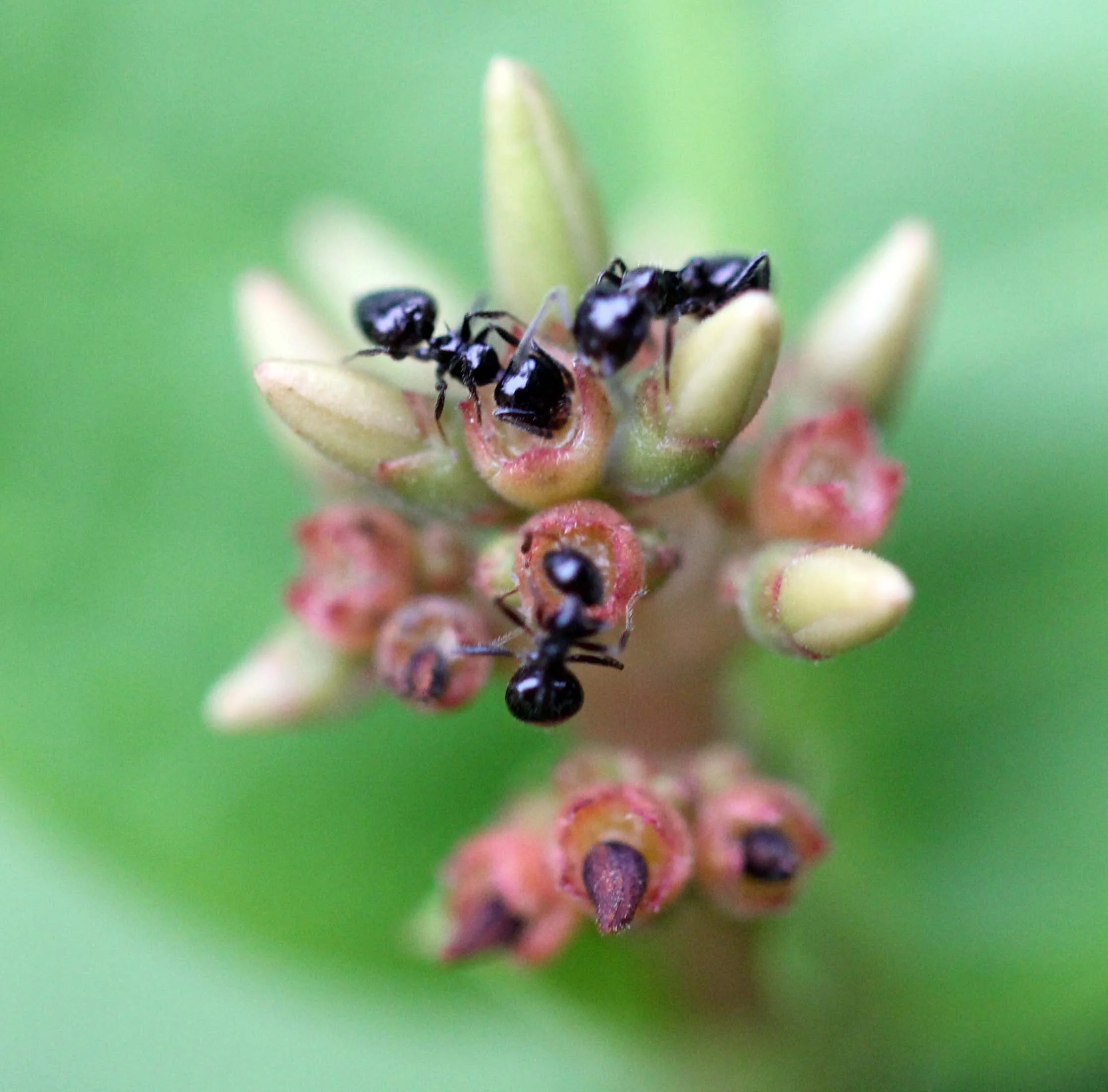 2013 in Nakhonsithammarat and some Krabi with Family (78).JPG