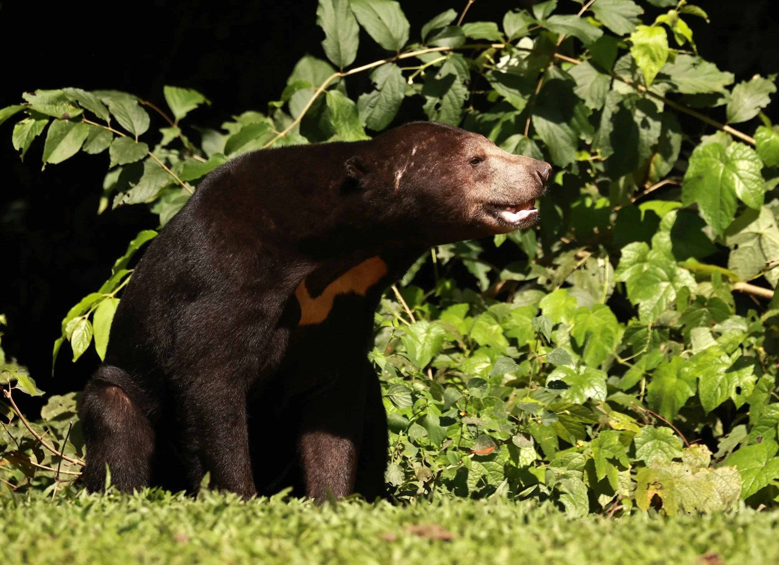 Helarctos malayanus - Malayan Sun Bear - Kaeng Krachan NP, Bang Krang Camp Nover 18 23 (87).jpg