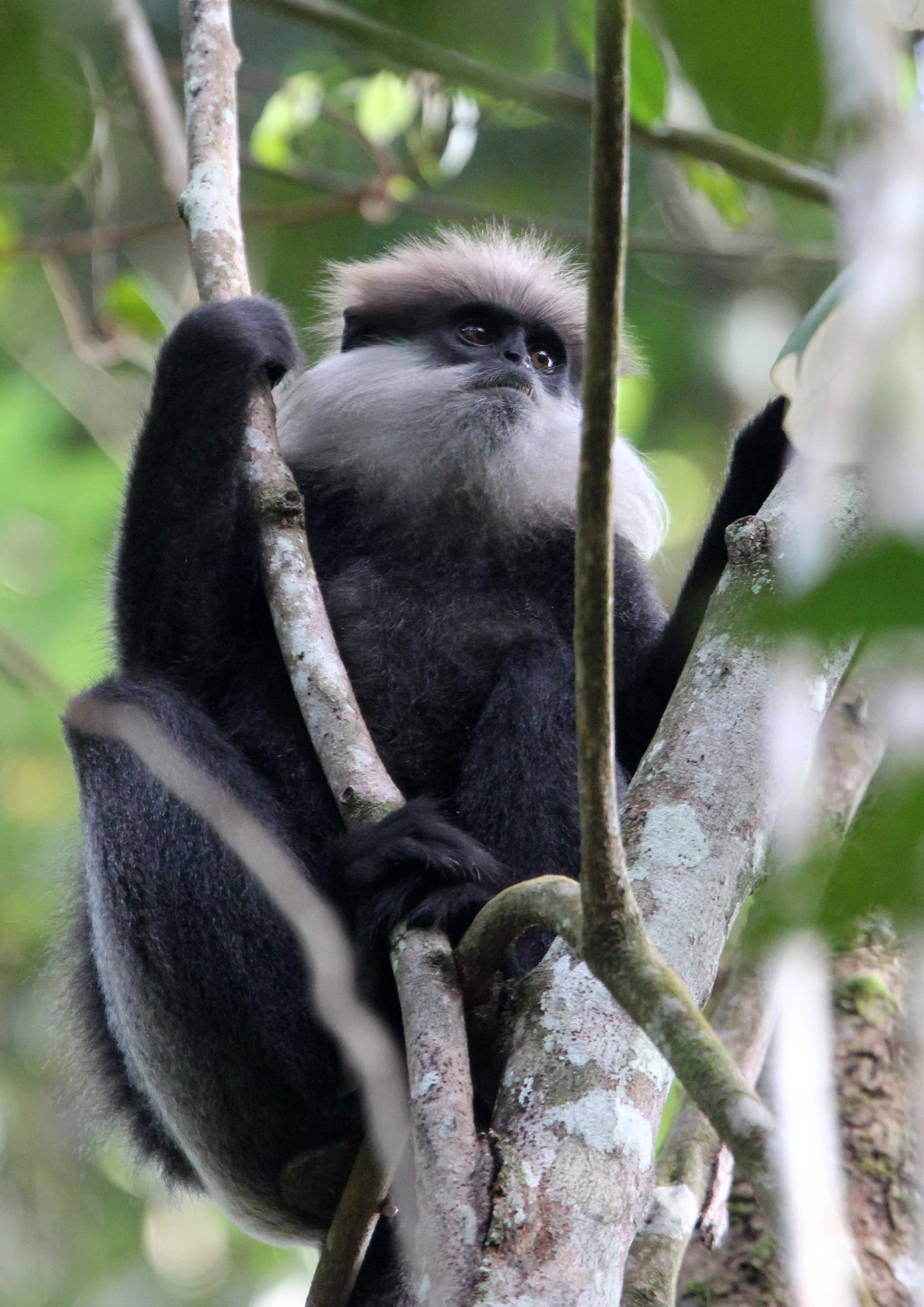 CERCOPITHECIDAE - Semnopithecus vetulus nestor - WET ZONE PURPLE-FACED LEAF MONKEY - SINGHARAJA NATIONAL PARK SRI LANKA (21).JPG