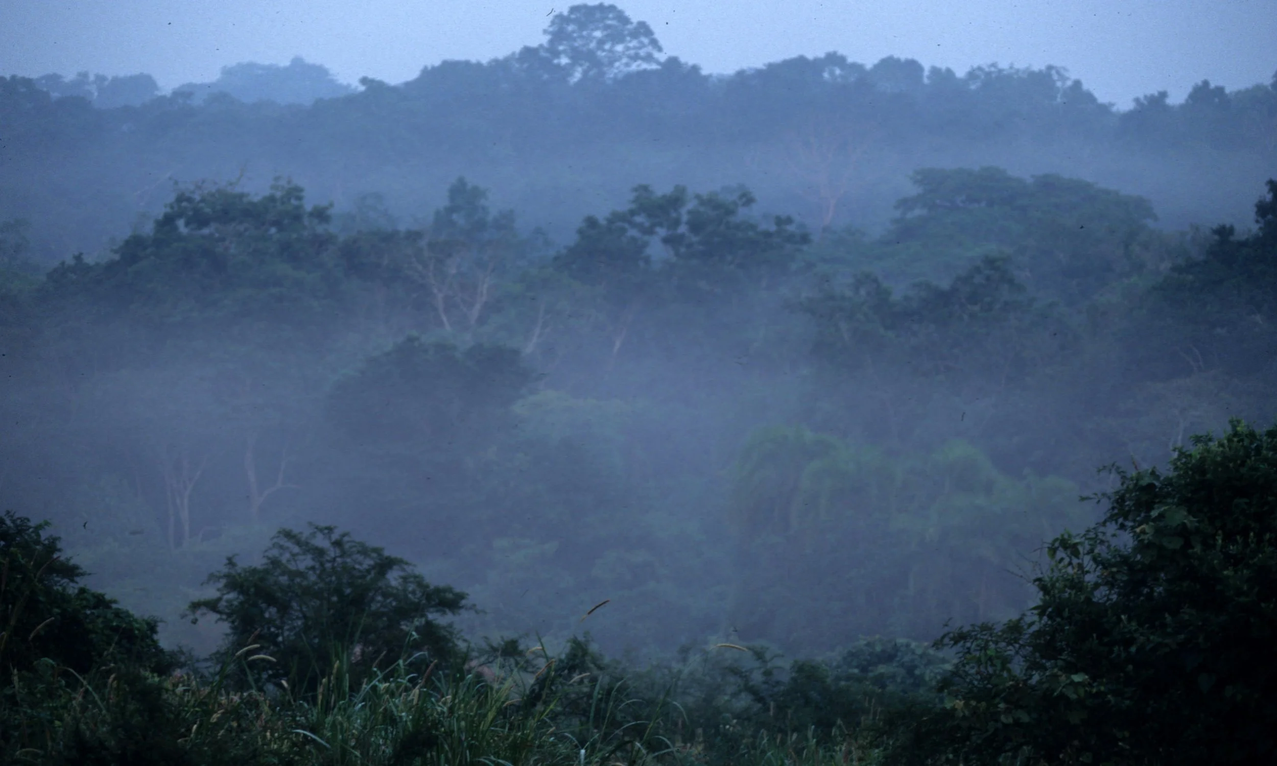UGANDA - FOREST IN EARLY MORNING MIST.jpg