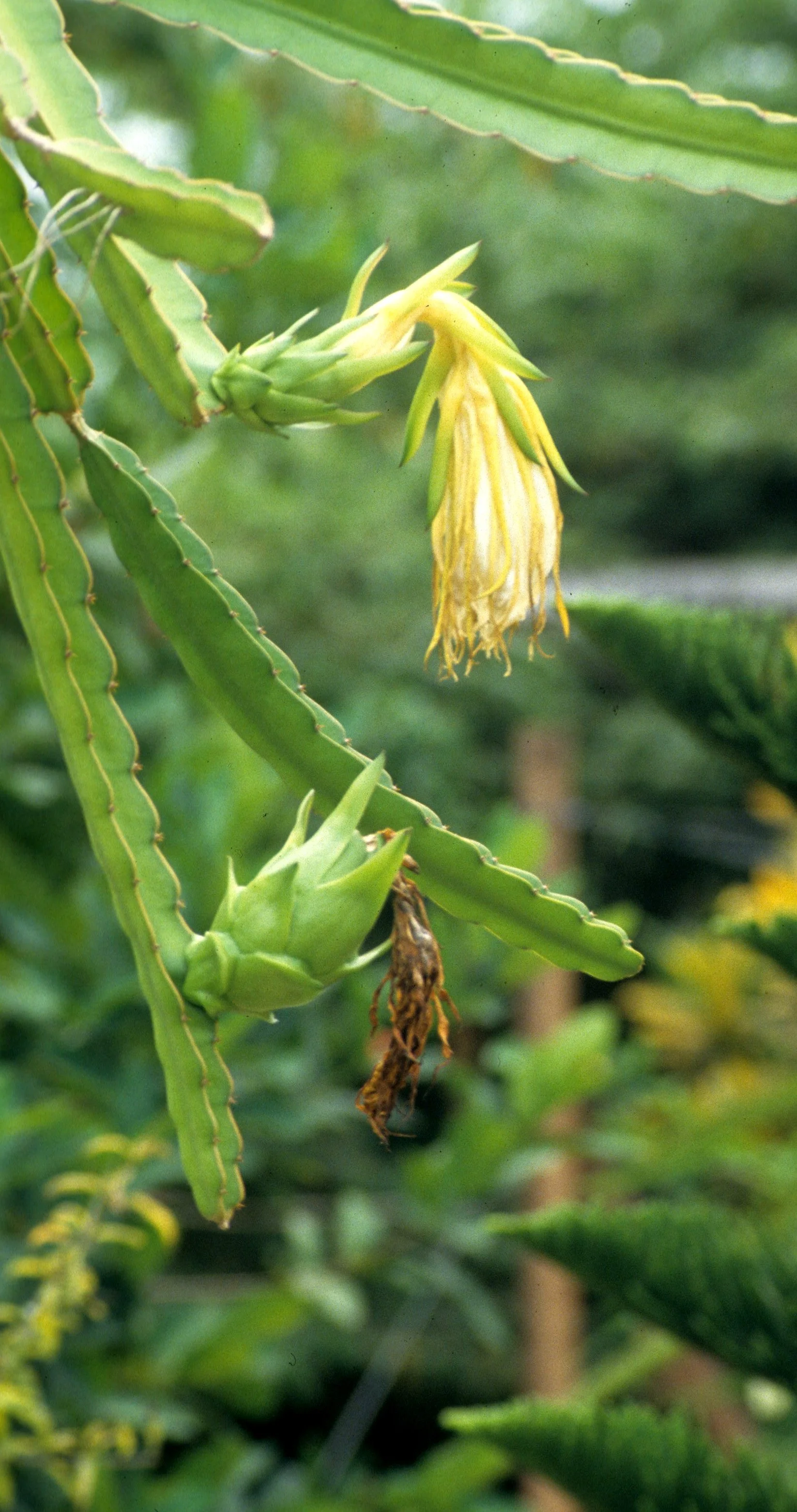 DALAT - CACTUS FRUIT.jpg