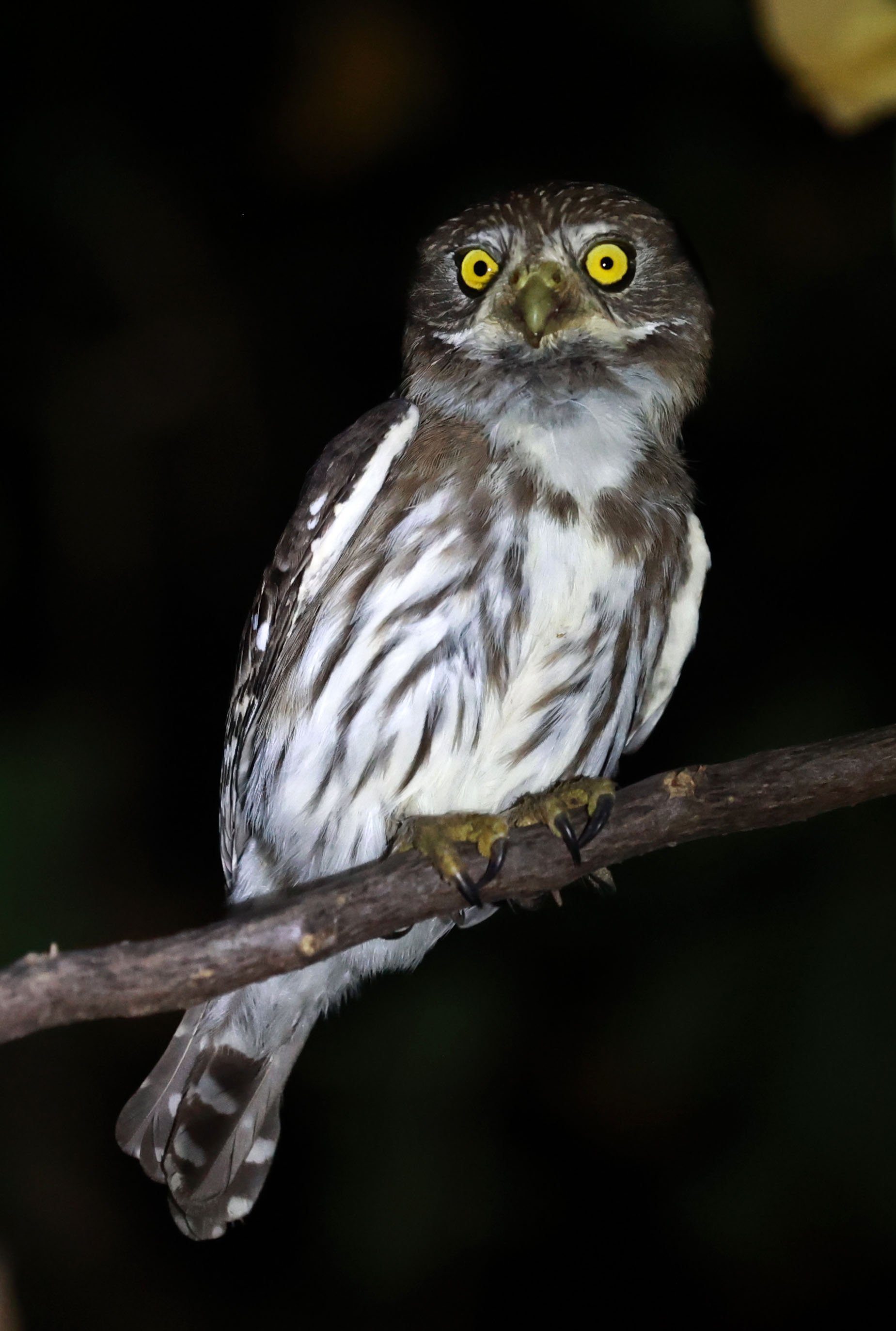 Owl - Ferruginous Pygmy Owl - Glaucidium brasilianum - Pousada Aguape - Fazenda São José Zona Rural, Aquidauana, Mato Grosso do Sul, Brazil (12).jpg