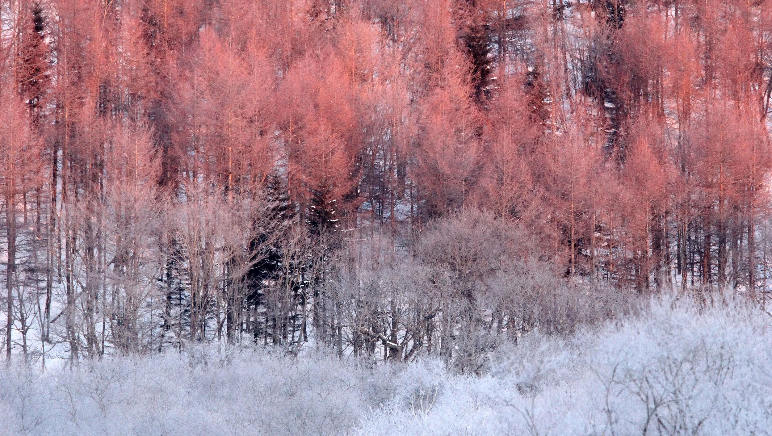 OTOWABASHI SETSUGAWA - TSURUI TOWN - HOKKAIDO JAPAN (17).JPG