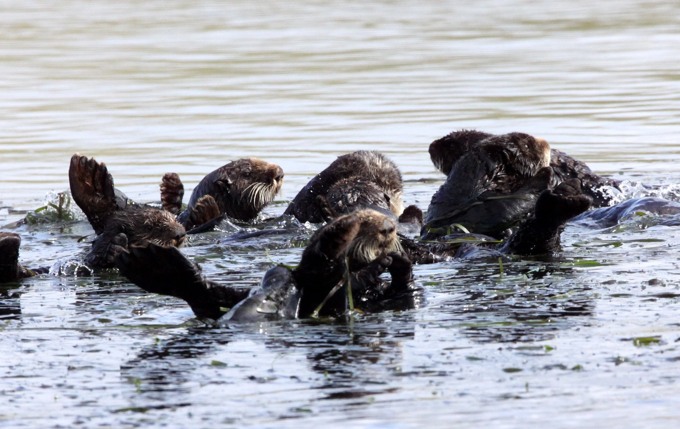 Enhydra lutris nereis - CALIFORNIA SEA OTTER - ELKHORN SLOUGH  WILDLIFE REFUGE CALIFORNIA (4).JPG