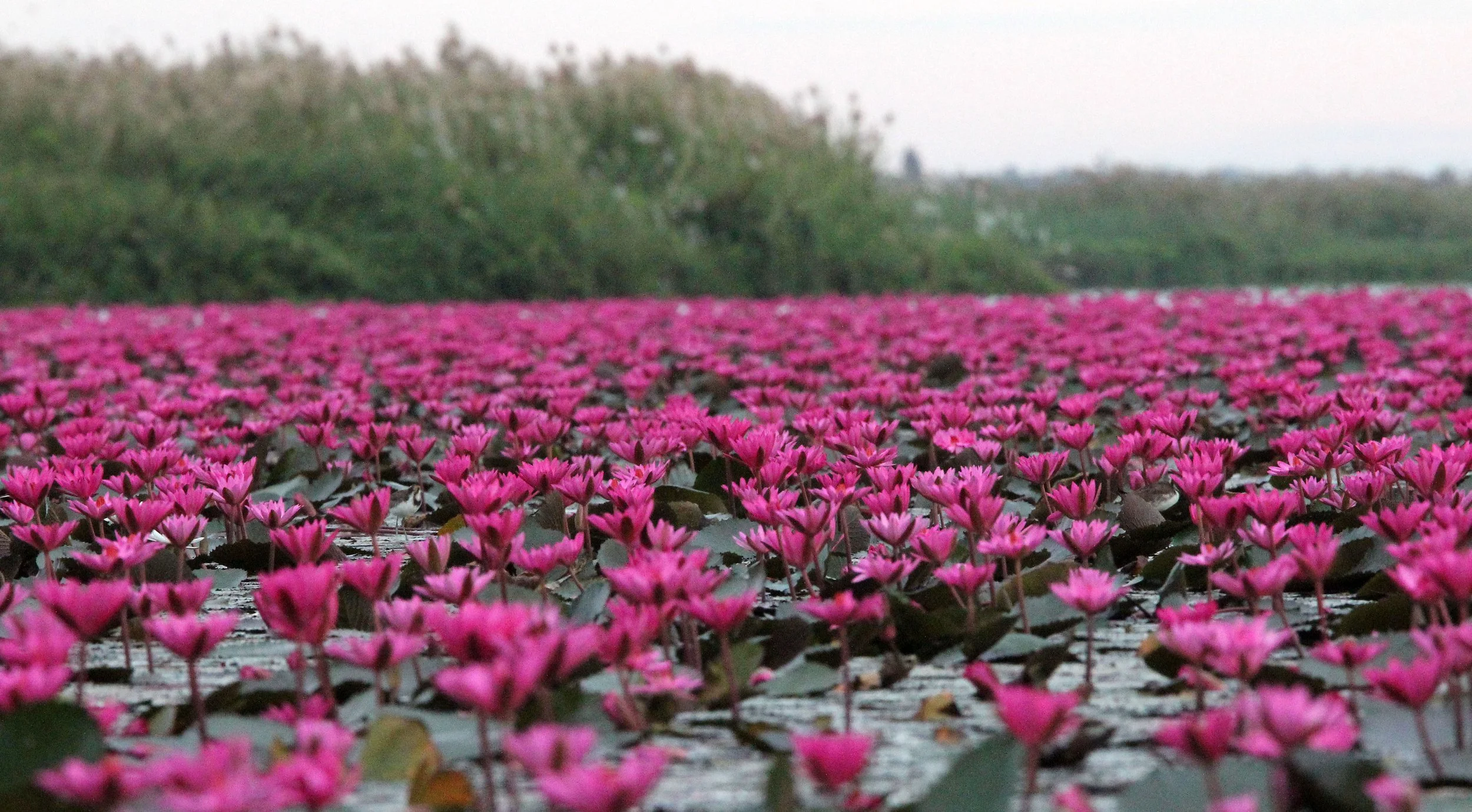 2018 Red Lotus Sea Wetlands Udon Thani Road Trip (75).JPG