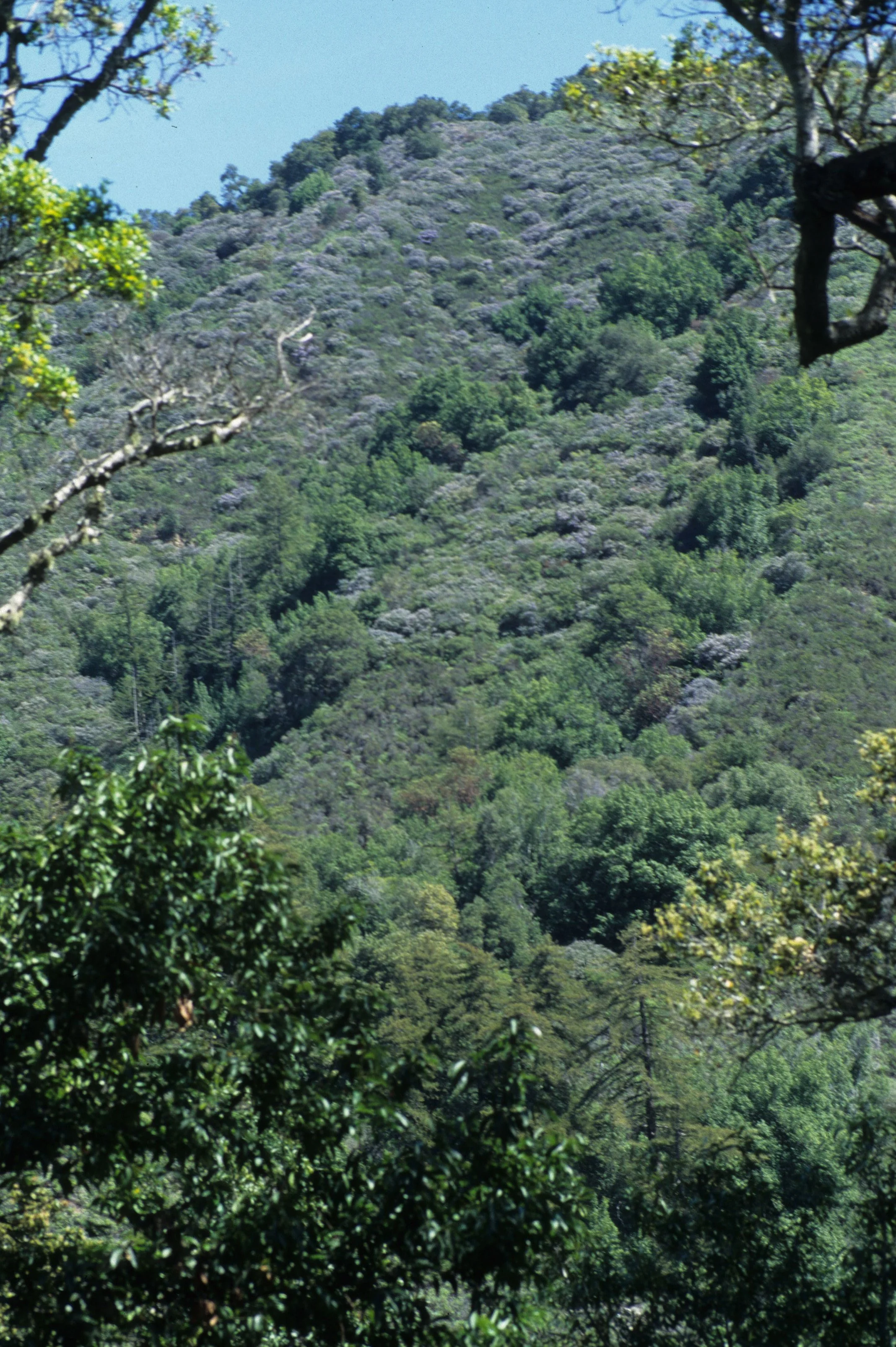 CALIFORNIA - BIG SUR - CEONOTHUS COMMUNITY IN CHAPARRAL HABITAT.jpg