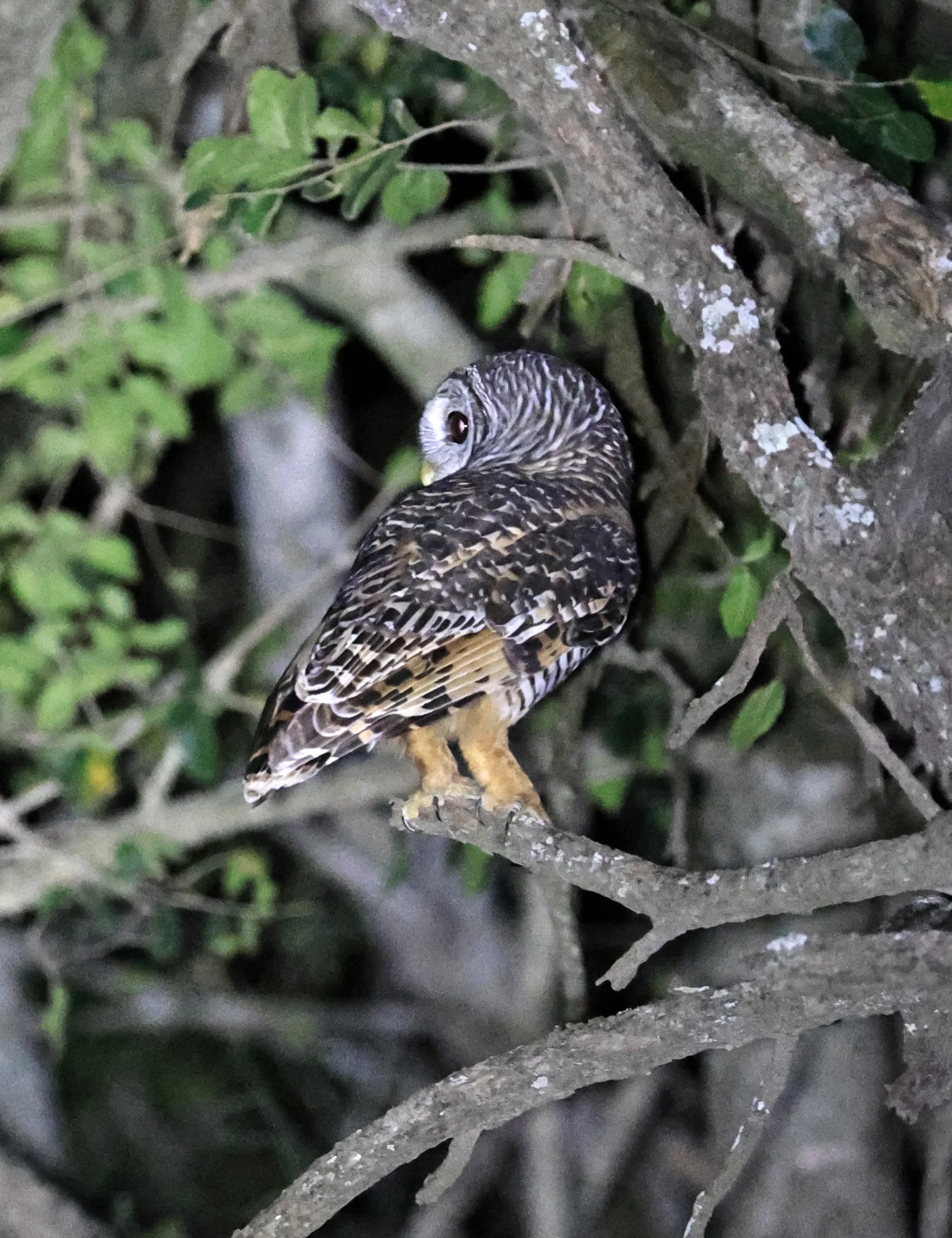 Chaco Owl (Strix chacoensis) Estancia Campo'í Paraguay (81).jpg
