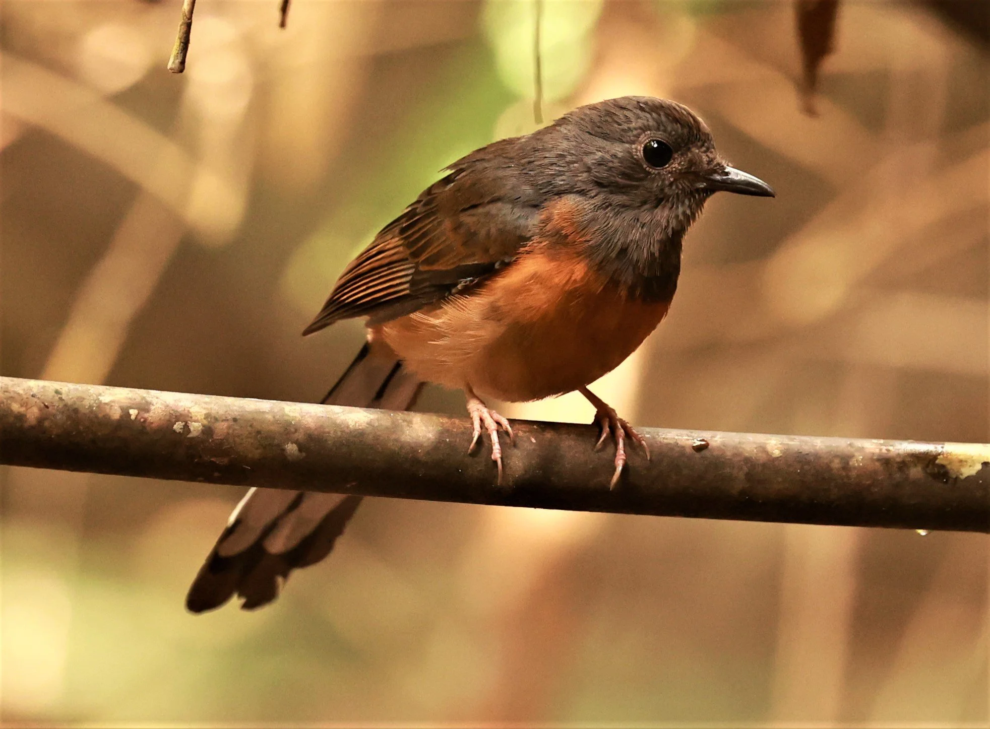 SHAMA - WHITE-RUMPED SHAMA - Copsychus malabaricus - PHU SUAN SAI NATIONAL PARK LOEI PROVINCE (1).jpg