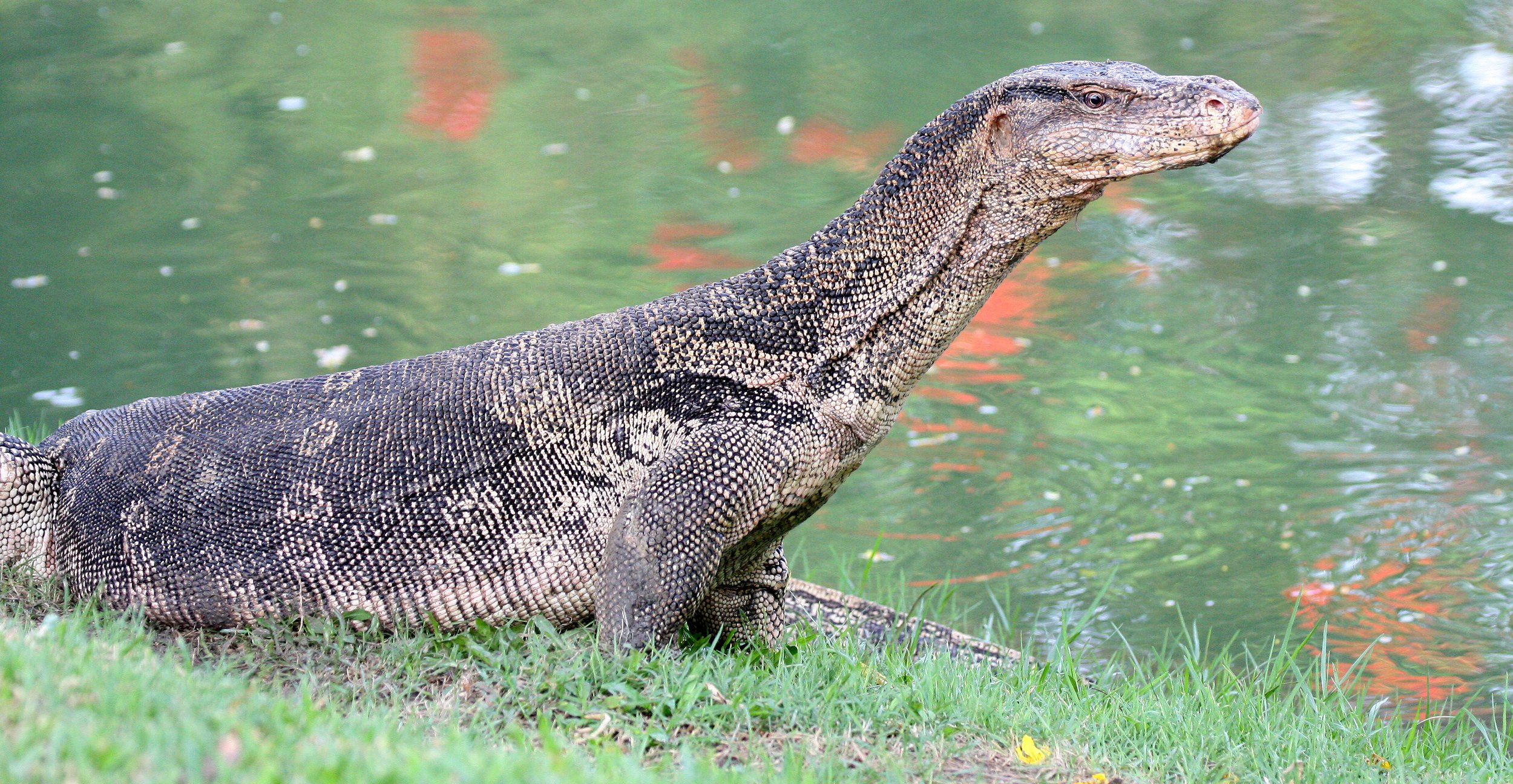 2016 Koh Lanta TheOtherSideVillas - Nature at our Home (138).JPG