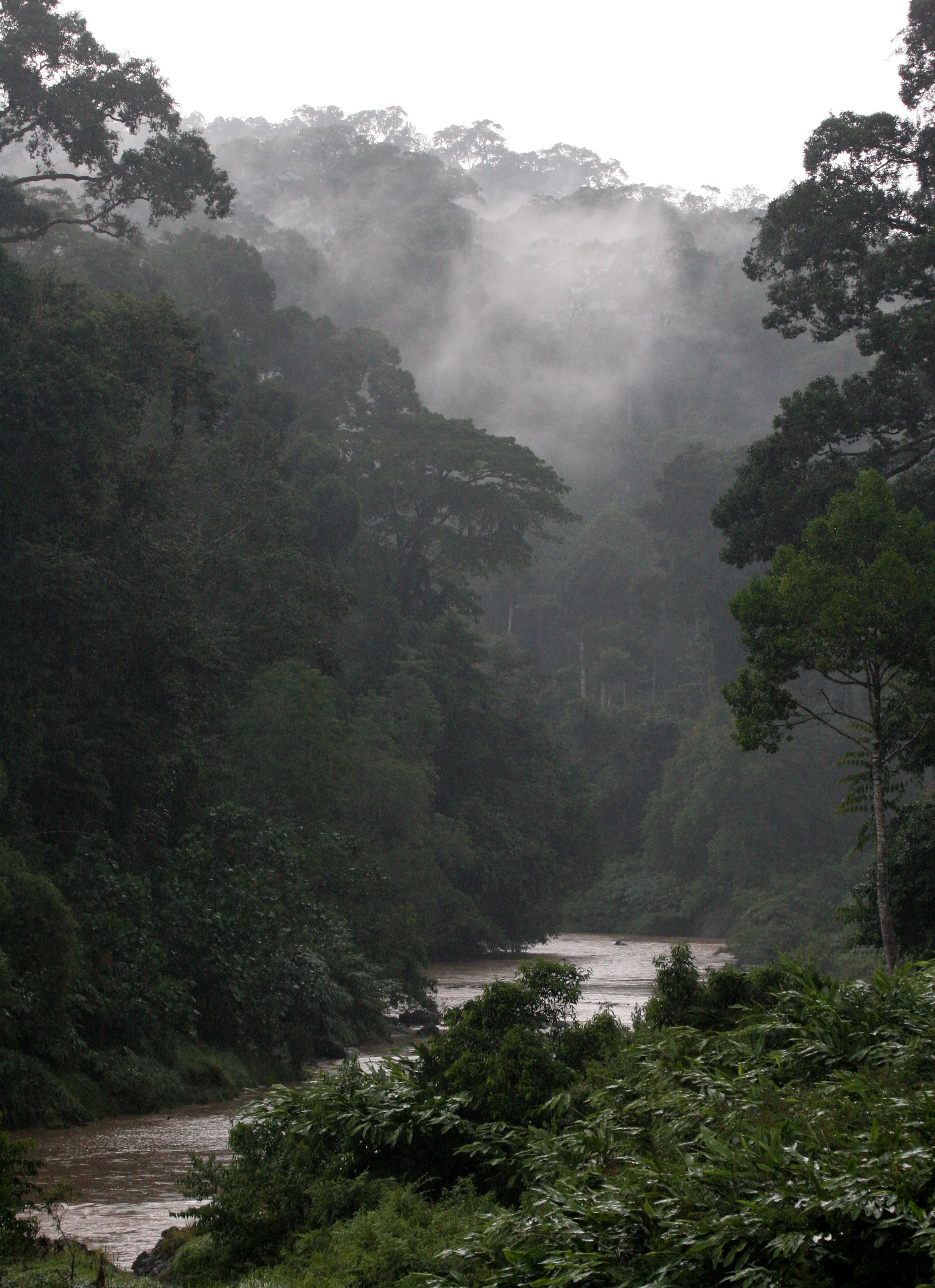 DANUM VALLEY BORNEO - RIVER VIEWS (2).JPG