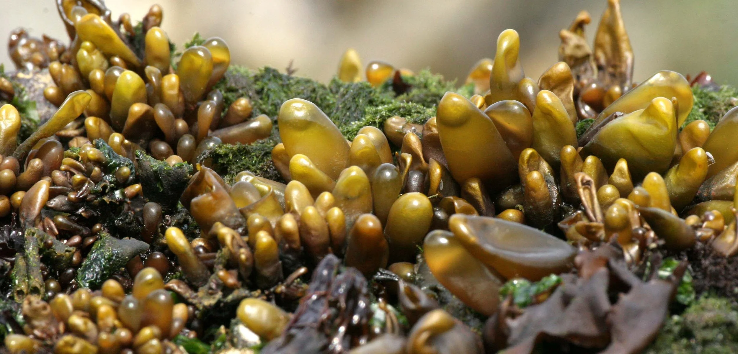 Sea Sac (Haloscaccion glandiforme)