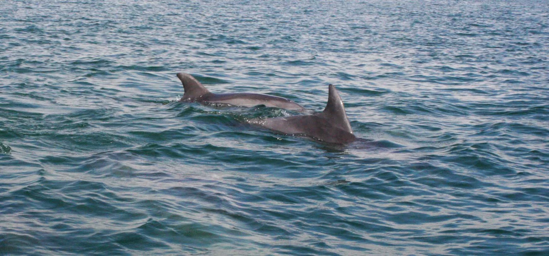 Tursiops truncatus - COMMON BOTTLENOSE DOLPHIN - SAN IGNACIO LAGOON BAJA MEXICO (53).JPG
