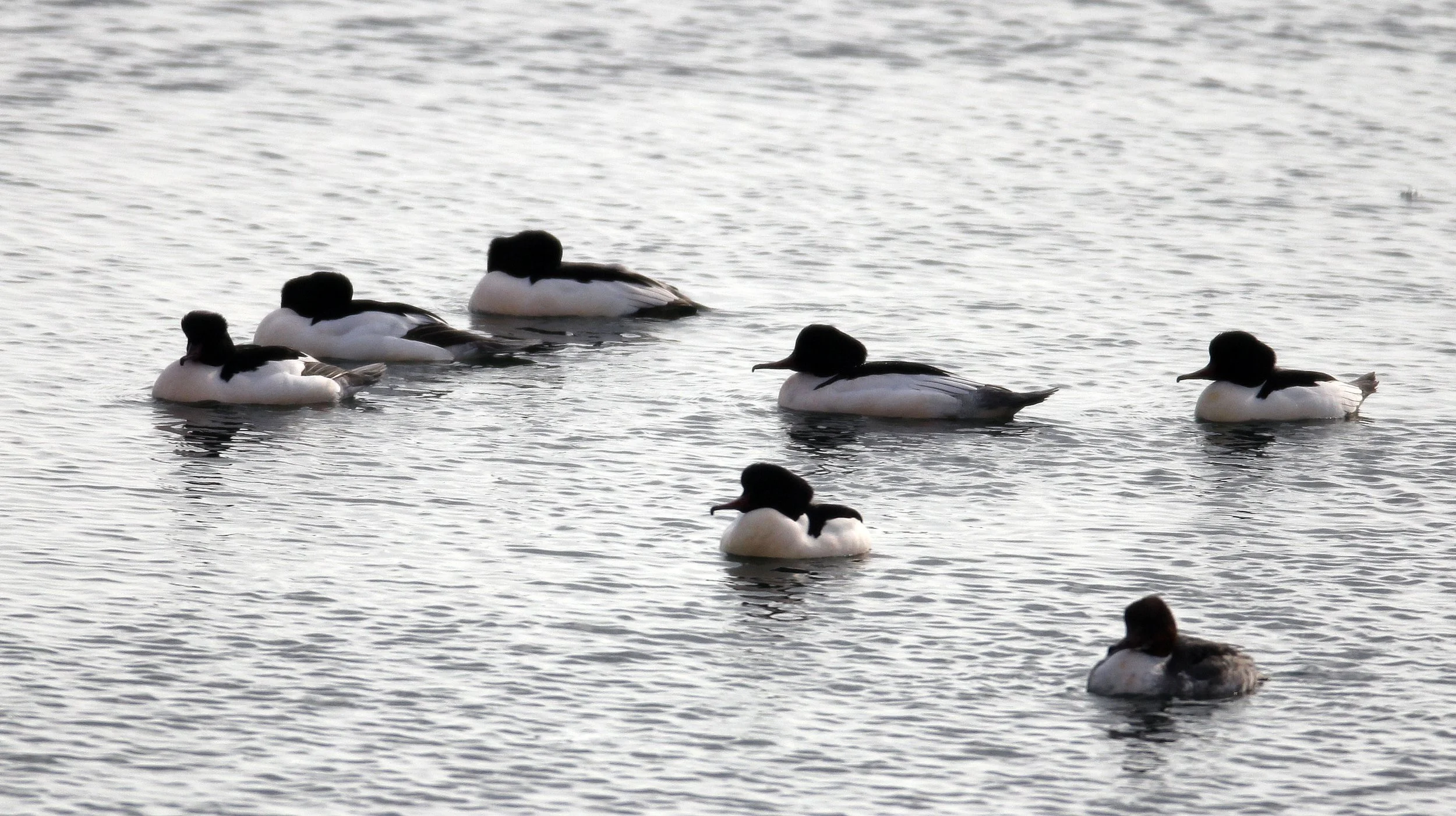 MERGANSER - COMMON MERGANSER (GOOSANDER) - Mergus merganser - RAUSU, SHIRETOKO PENINSULA & NATIONAL PARK - HOKKAIDO JAPAN (2).JPG