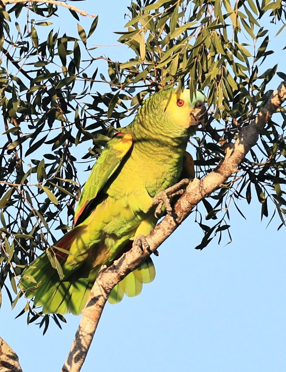 Turquoise-fronted Amazon (Amazona aestiva) Agua Dulce Paraguay (1).jpg