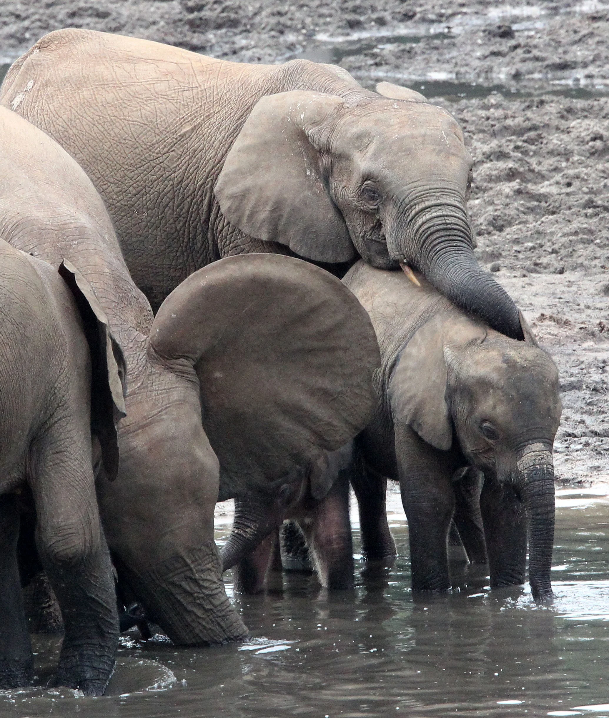 ELEPHANT - FOREST ELEPHANT - DZANGA BAI - DZANGA NDOKI NATIONAL PARK CENTRAL AFRICAN REPUBLIC (79).JPG