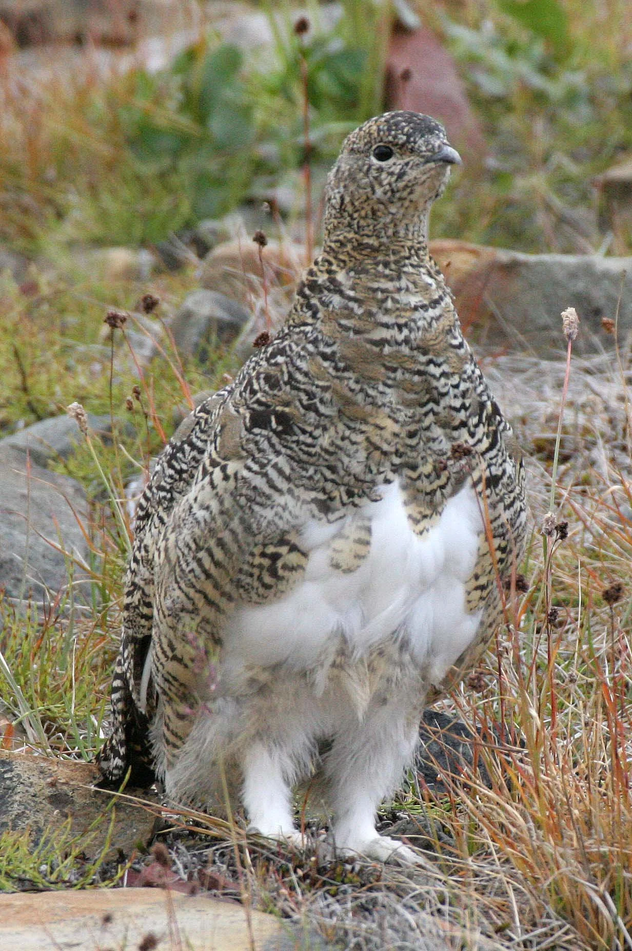 BIRD - PTARMIGAN - ROCK PTARMIGAN - SVALBARD (39).jpg